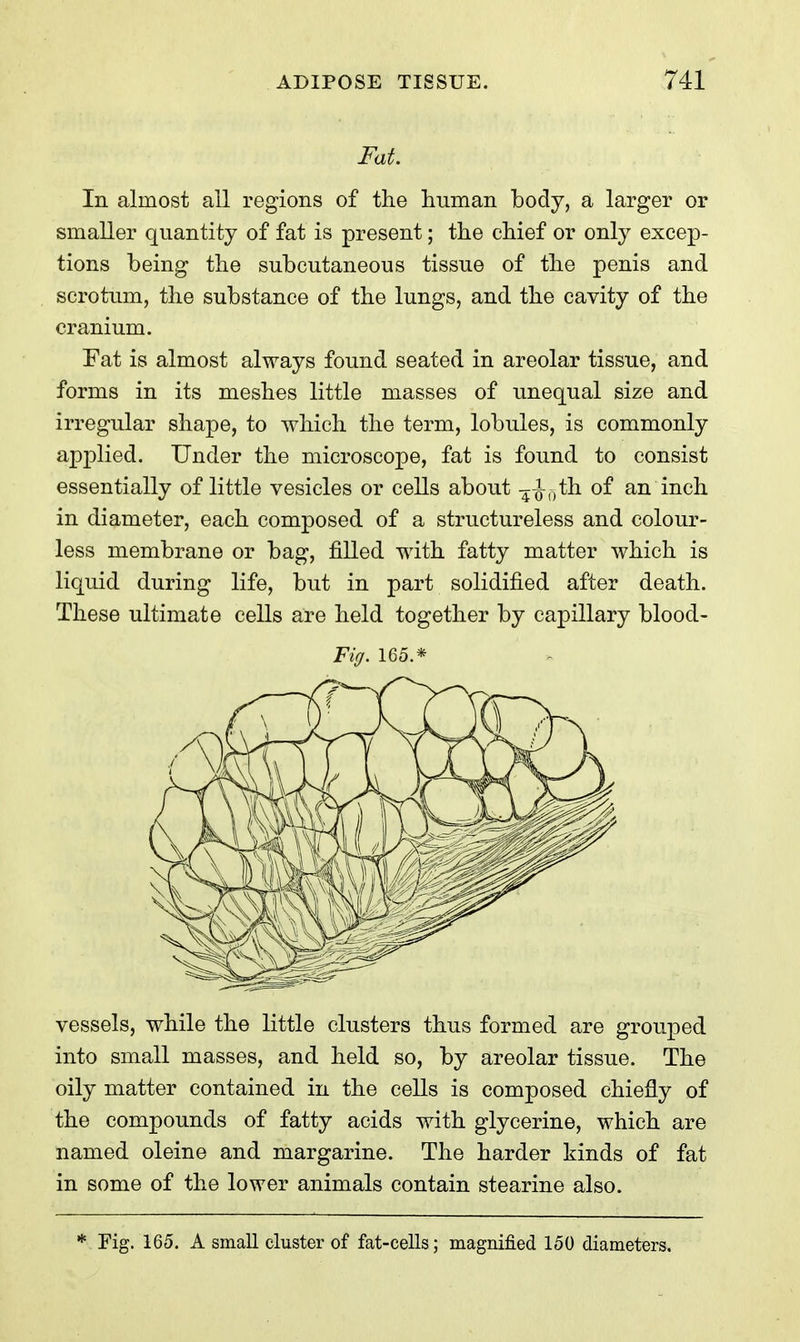 Fat. In almost all regions of the human body, a larger or smaller quantity of fat is present; the chief or only excep- tions being the subcutaneous tissue of the penis and scrotum, the substance of the lungs, and the cavity of the cranium. Fat is almost always found seated in areolar tissue, and forms in its meshes little masses of unequal size and irregular shape, to which the term, lobules, is commonly applied. Under the microscope, fat is found to consist essentially of little vesicles or cells about 4-g-oth of an inch in diameter, each composed of a structureless and colour- less membrane or bag, filled with fatty matter which is liquid during life, but in part solidified after death. These ultimate cells are held together by capillary blood- Fig. 165.* vessels, while the little clusters thus formed are grouped into small masses, and held so, by areolar tissue. The oily matter contained in the cells is composed chiefly of the compounds of fatty acids with glycerine, which are named oleine and margarine. The harder kinds of fat in some of the lower animals contain stearine also. * Fig. 165. A small cluster of fat-cells; magnified 150 diameters.
