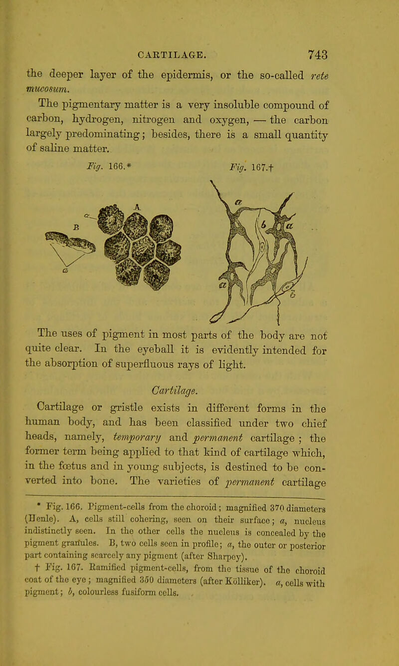the deeper layer of tlie epidermis, or tlie so-called rete miicosum. The pigmentary matter is a very insoluble compound of carbon, hydrogen, nitrogen and oxygen, — the carbon largely predominating; besides, there is a small quantity of saline matter. Fig. 166.* Fig. 167.t The uses of pigment in most parts of the body are not quite clear. In the eyebaU it is evidently intended for the absorption of superfluous rays of light. Cartilage. Cartilage or gristle exists in different forms in the human body, and has been classified under two chief heads, namely, temporary and permanent cartilage ; the former term being applied to that kind of cartilage which, in the foetus and in young subjects, is destined to be con- verted into bone. The varieties of permanent cartilage • Fig. 166. Pigment-cells from the choroid; magnified 370 diameters (Henle). A, ceUs still cohering, seen on their surface; a, nucleus indistinctly seen. In the other cells the nucleus is concealed by the pigment grariules. B, two cells seen in profile; a, the outer or posterior part containing scarcely any pigment (after Sharpey). t Fig. 167. Ramified pigment-cells, from the tissue of the choroid coat of the eye; magnified 350 diameters (after Kolliker). a, cells with pigment; b, colourless fusifonn cells.
