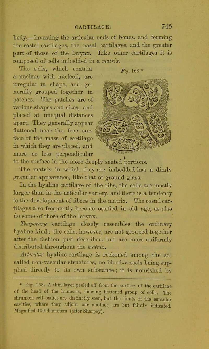body,—investing the articular ends of bones, and forming tbe costal cartilages, the nasal cartilages, and the greater part of those of the larynx. Like other cartilages it is composed of cells imbedded in a matrix. Fig. 168.* The cells, which contain a nucleus ■with nucleoli, are irregular in shape, and ge- nerally grouped together in patches. The patches are of various shapes and sizes, and placed at unec[ual distances apart. They generally appear flattened near the free sur- face of the mass of cartilage in which they are placed, and more or less perpendicular to the surface in the more deeply seated portions. The matrix in which they are imbedded has a dimly granular appearance, like that of ground glass. In the hyaline cartilage of the ribs, the cells are mostly larger than in the articular variety, and there is a tendency to the development of fibres in the matrix. The costal car- tilages also frequently become ossified in old age, as also do some of those of the larynx. ' Tempora/ry cartilage closely resembles the ordinary hyaline kind; the cells, however, are not gi'ouped together after the fashion just described, but are more uniformly distributed throughout the 7natrix. Articular hyaline cartilage is reckoned among the so- called non-vascular structures, no blood-vessels being sup- plied directly to its own substance; it is nourished by * Fig. 168. A ttin layer peeled off from the surface of the cartilage of the head of the humerus, showing flattened group of cells. The shrunken cell-bodies are distinctly seen, but the limits of the capsular cavities, where they adjoin one another, are but faintly indicated. Magnified 400 diameters (after Sh;irpey).