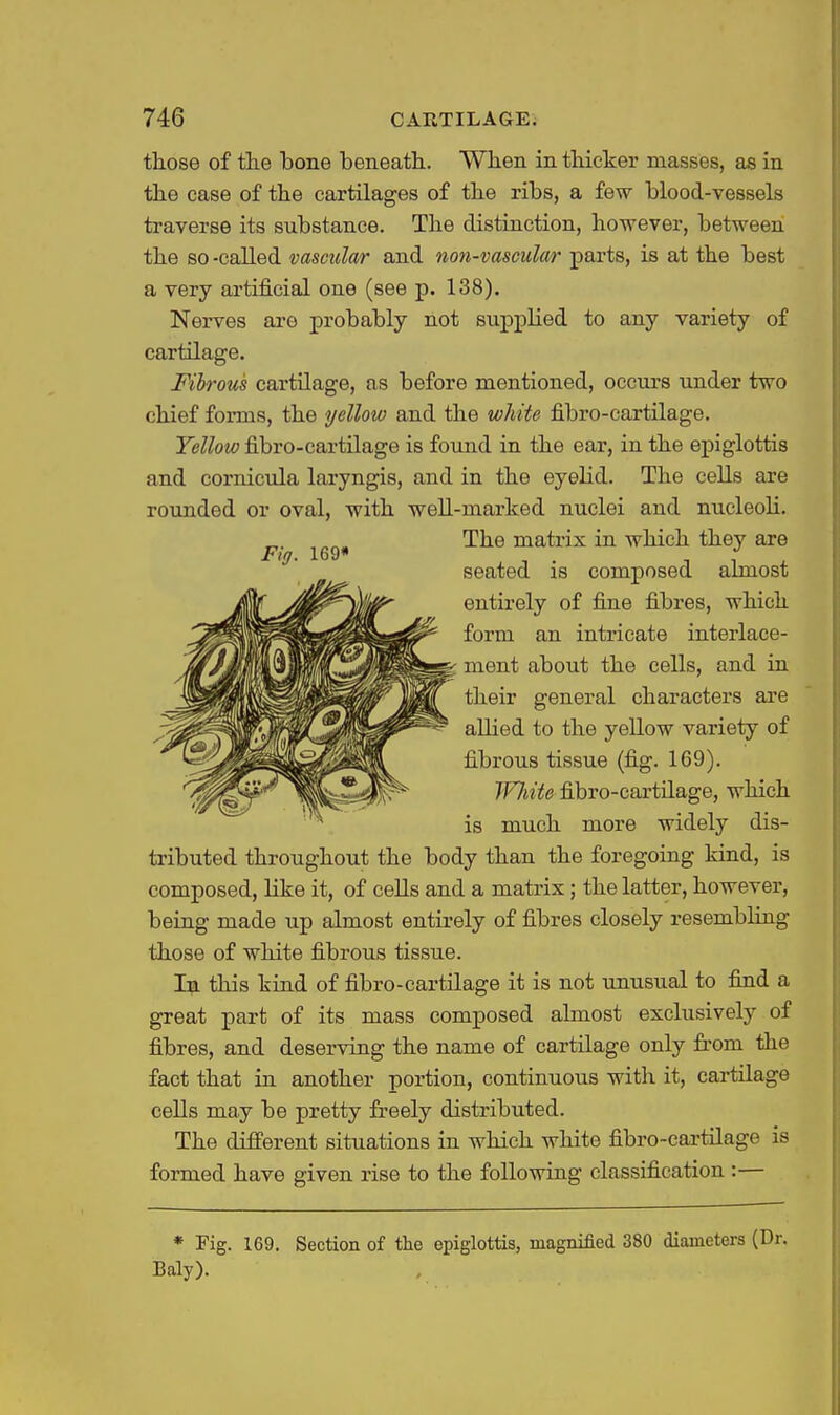those of the bone beneath. When in thicker masses, as in the case of the cartilages of the ribs, a few blood-vessels traverse its substance. The distinction, however, between the so -called vascular and non-vascular parts, is at the best a very artificial one (see p. 138), Nerves are probably not supj)lied to any variety of cartilage. Fibrous cartilage, as before mentioned, occurs under two chief forms, the yellow and the white fibro-cartilage. Yellow fibro-cartilage is foiuid in the ear, in the epiglottis and cornicula laryngis, and in the eyelid. The cells are rounded or oval, with well-marked nuclei and nucleoli. tributed throughout the body than the foregoing kind, is composed, like it, of cells and a matrix ; the latter, however, being made up almost entirely of fibres closely resembling those of white fibrous tissue. In this kind of fibro-cartilage it is not unusual to find a great part of its mass composed almost exclusively of fibres, and deserving the name of cartilage only from the fact that in another portion, continuous with it, cartilage cells may be pretty freely distributed. The different situations in which white fibro-cartilage is formed have given rise to the following classification :— * Fig. 169. Section of the epiglottis, magnified 380 diameters (Dr. Baly). Fig. 169« The matrix in which they are seated is composed almost entirely of fine fibres, which form an intricate interlace- ment about the cells, and in their general characters are aUied to the yellow variety of fibrous tissue (fig. 169). WJiite fibro-cartilage, which is much more widely dis-