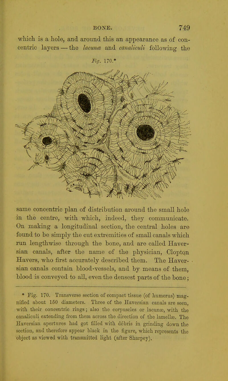 wliicli is a hole, and around tliis an appearance as of con- centric layers — the lacunee and canalieuU following the Fig. no.* same concentric plan of distribution around the small hole in the centre, -with which, indeed, they communicate. On making a longitudinal section, the central holes are found to be simply the cut extremities of small canals which run lengthwise through the bone, and are called Haver- sian canals, after the name of the physician, Cloptqn Havers, who first accurately described them. The Haver- sian canals contain blood-vessels, and by means of them, blood is conveyed to all, even the densest parts of the bone; * Fig. 170. Transverse section of compact tissue (of humerus) mag- nified about 160 diameters. Three of the Haversian canals are seen, with their concentric rings; also the corpuscles or lacunoe, with the canaliculi extending from them across the direction of the lamelltc. The Haversian apertures had got filled with debris in grinding down the section, and therefore appear black in the figure, which represents the object as viewed with transmitted light (after Sharpey).