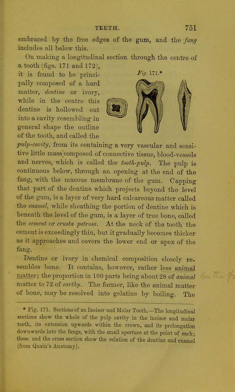 embraced by tbe free edges of tbe gum, and the fang includes all below tbis. On making a longitudinal section through the centre of a tooth (figs. 171 and 172), it is found to be princi- '^'O- iVl.* pally comj)osed of a hard matter, dentine or ivory, while in the centre this dentine is hollowed out into a cavity resembling in general shape the outHne of the tooth, and called the pulp-cavity, from its containing a very vascular and sensi- tive little mass'composed of connective tissue, blood-vessels and nerves, which is called the tooth-pulp. The pidp is continuous below, through an opening at the end of the fang, with the mucous membrane of the gum. Capping that part of the dentine which projects beyond the level of the gum, is a layer of very hard calcareous matter called the enamel, while sheathing the portion of dentine which is beneath the level of the gum, is a layer of true bone, called the cement or crusta petrosa. At the neclc of the tooth the cement is exceedingly thin, but it gradually becomes thicker as it approaches and covers the lower end or apex of the fang. Dentine or ivory in chemical composition closely re- sembles bone. It contains, however, rather less animal matter; the proportion in 100 parts being about 28 of animal matter to 72 of earthy. The former, Hke the animal matter of bone, may be resolved into gelatine by boiling. The * Fig. 171. Sections of an Incisor and Molar Tooth.—The longitudinal sections show the whole of the pulp cavity in the incisor and molar teeth, its extension upwards within the crown, and its prolongation downwards into the fangs, with the small aperture at the point of each; these and the cross section show the relation of the dentine and enamel (from Quain's Anatomy),