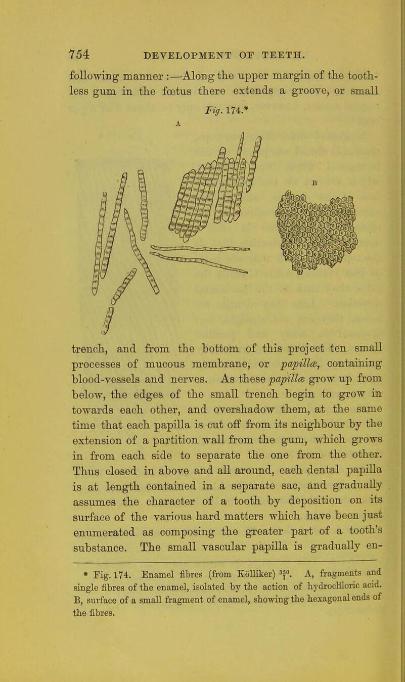 following manner :—Along the tipper margin of the tootli- less gum in the foetus there extends a groove, or small Fig. 174.* A trench, and from the bottom of this project ten small processes of mucous membrane, or papilla, containing blood-yessels and nerves. As these papillce gi'ow up from below, the edges of the small trench begin to grow in towards each other, and overshadow them, at the same time that each papilla is cut off from its neighbour by the extension of a partition wall from the gum, which grows in from each side to separate the one from the other. Thus closed in above and all around, each dental papilla is at length contained in a separate sac, and gradually assumes the character of a tooth by deposition on its surface of the various hard matters which have been just enumerated as composing the greater part of a tooth's substance. The small vascular papilla is gradually en- * Fig. 174. Enamel fibres (from Kolliker) ^f. A, fragments and single fibres of the enamel, isolated by the action of hydrochloric acid. B, surface of a small fragment of enamel, showing the hexagonal ends of the fibres.