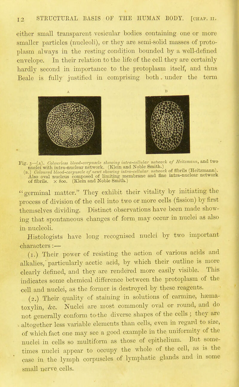 either small transparent vesicular bodies containing one or more smaller particles (nucleoli), or they are semi-solid masses of proto- plasm always in the resting' condition bounded by a well-defined envelope. In their relation to the life of the cell they are certainly hardly second in importance to the protoplasm itself, and thus Beale is fully justified in comprising both. under the term Pig.. 3—(a). ColourUss hlood-cnrpuscU slimvhijj iiitm-r.elhilar network of SeiUmanii, and. Uvo nuclei with inti-a-nucleai-network. (Klein and Noble Smith.) (n.) Coloured blnod-corjntsde of newt xhowiiir/ intra-cetliilar iiHwork of tibrils (Heitzmann). Also oval nucleus composed of limiting membrane and fine mtra-nuclear network of fibrils. X 800. (Klein and Noble Smith.) germinal matter. They exhibit their vitality by initiating the process of division of the cell into two or more cells (fission) by first themselves dividing. Distinct observations have been made show- ing that spontaneous changes of form may occiu- in nuclei as also in nucleoli. Histologists have long recognised nuclei by two important characters:— (i.) Their power of resisting the action of various acids and alkalies,'particularly acetic acid, by which their outhne is more clearly defined, and they are rendered more easily visible. This indicates some chemical difference between the protoplasm of the cell and nuclei, as the former is destroyed by these reagents. (2.) Their quality of staining in solutions of carmine, hfema- toxylin, &c. Nuclei are most commonly oval or round, and do not generally conform to the diverse shapes of the cells ; they arc . altogether less variable elements than cells, even in regard to size, of which fact one may see a good example in the uniformity of the nuclei in cells so miiltiform as those of epithelium. But some- times nuclei appear to occupy the whole of the cell, as is the case in the lymph corpuscles of lymphatic glands and in some small nerve cells.