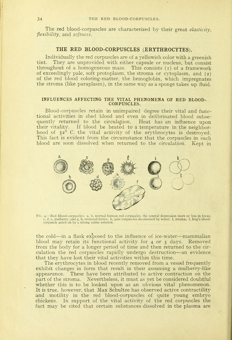 The red blood-corpuscles are characterized by their great elasticity, flexibility, and softness. THE RED BLOOD-CORPUSCLES (ERYTHROCYTES). Individually the red corpuscles are of a yellowish color with a greenish tint. They are unprovided with either capsule or nucleus, but consist throughout of a homogeneous mass. This consists (i) of a framework of exceedingly pale, soft protoplasm, the stroma or cytoplasm, and (2) of the red blood coloring-matter, the hemoglobin, which impregnates the stroma (like paraplasm), in the same way as a sponge takes up fluid. INFLUENCES AFFECTING THE VITAL PHENOMENA OF RED BLOOD- CORPUSCLES. Blood-corpuscles retain in unimpaired degree their vital and func- tional activities in shed blood and even in defibrinated blood subse- quently returned to the circulation. Heat has an influence upon their vitality. If blood be heated to a temperature in the neighbor- hood of 52° C. the vital activity of the erythrocytes is destroyed. This fact is evident from the circumstance that the corpuscles in such blood are soon dissolved when returned to the circulation. Kept in Fig. 4.—Red Blood-corpuscles: a, b, normal human red corpuscles, the central depression more or less in focus; c, d, e, mulberry, and g, h, crenated forms; k, pale corpuscles decolorized by water; 1, stroma; f, frog's blood- corpuscle acted on by a strong saline solution. the cold—in a flask ex*posed to the influence of ice-water—mammalian blood may retain its functional activity for 4 or 5 days. Removed from the body for a longer period of time and then returned to the cir- culation the red corpuscles rapidly undergo destruction—an evidence that they have lost their vital activities within this time. The erythrocytes in blood recently removed from a vessel frequently exhibit changes in form that result in their assuming a mulberry-like appearance. These have been attributed to active contraction on the part of the stroma. Nevertheless, it must as yet be considered doubtful whether this is to be looked upon as an obvious vital phenomenon. It is true, however, that Max Schultze has observed active contractility and motility in the red blood-corpuscles of quite young embryo chickens. In support of the vital activity of the red corpuscles the fact may be cited that certain substances dissolved in the plasma are