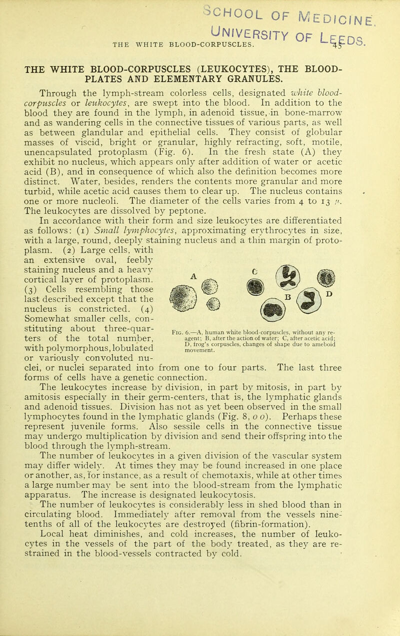 ■SCHOOL OF Medicine University of Leeds RPUSCLES. '~'7[,§-'-'0. THE WHITE BLOOD-CORPUSCLES. THE WHITE BLOOD-CORPUSCLES (LEUKOCYTES), THE BLOOD- PLATES AND ELEMENTARY GRANULES. Through the lymph-stream colorless cells, designated white blood- corpuscles or leukocytes, are swept into the blood. In addition to the blood they are found in the lymph, in adenoid tissue, in bone-marrow and as wandering cells in the connective tissues of various parts, as well as between glandular and epithelial cells. They consist of globular masses of viscid, bright or granular, highly refracting, soft, motile, unencapsulated protoplasm (Fig. 6). In the fresh state (A) they exhibit no nucleus, which appears only after addition of water or acetic acid (B), and in consequence of which also the definition becomes more distinct. Water, besides, renders the contents more granular and more turbid, while acetic acid causes them to clear up. The nucleus contains one or more nucleoli. The diameter of the cells varies from 4 to 13 The leukocytes are dissolved by peptone. In accordance with their form and size leukocytes are differentiated as follows: (i) Small lymphocytes, approximating erythrocytes in size, with a large, round, deeply staining nucleus and a thin margin of proto- plasm. (2) Large cells, with an extensive oval, feebly staining nucleus and a heavy cortical layer of protoplasm. (3) Cells resembling those last described except that the nucleus is constricted. (4) Somewhat smaller cells, con- stituting about three-quar- Fiq. 6._a, human white blood-corpusdes, without any re- terS of the total number, agent; B, after the action of water; C, after acetic acid-, 1 _„ t. 1 r> 1 J- J D, frog's corpuscles, changes of slaape due to ameboicl with polymorphous, lobulated movement, or variously convoluted nu- clei, or nuclei separated into from one to four parts. The last three forms of cells have a genetic connection. The leukocytes increase by division, in part by mitosis, in part by amitosis especially in their germ-centers, that is, the lymphatic glands and adenoid tissues. Division has not as yet been observed in the small lymphocytes found in the lymphatic glands (Fig. 8, 00). Perhaps these represent juvenile forms. Also sessile cells in the connective tissue may undergo multiplication by division and send their offspring into the blood through the lymph-stream. The number of leukocytes in a given division of the vascular system may differ widely. At times they may be found increased in one place or another, as, for instance, as a result of chemotaxis, while at other times a large number may be sent into the blood-stream from the lymphatic apparatus. The increase is designated leukocytosis. The number of leukocytes is considerably less in shed blood than in circulating blood. Immediately after removal from the vessels nine- tenths of all of the leukocytes are destroj^ed (fibrin-formation). Local heat diminishes, and cold increases, the number of leuko- cytes in the vessels of the part of the body treated, as they are re- strained in the blood-vessels contracted by cold.