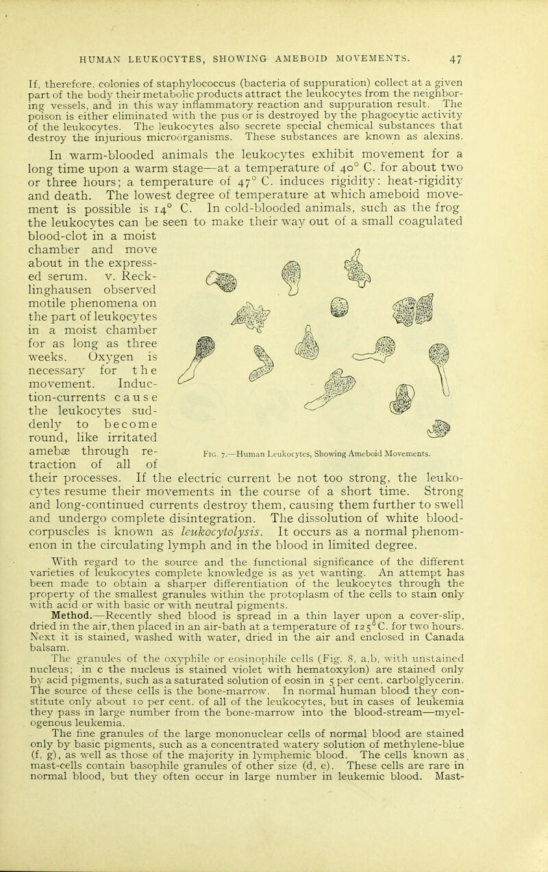 If, therefore, colonies of staphylococcus (bacteria of suppuration) collect at a given part of the body their metabolic products attract the leukocytes from the neighbor- ing vessels, and in this way inflammatory reaction and suppuration result. The poison is either eliminated with the pus or is destroyed by the phagocytic activity of the leukocytes. The leukocytes also secrete special chemical substances that destroy the injurious microorganisms. These substances are known as alexins. In warm-blooded animals the leukocytes exhibit movement for a long time upon a warm stage—at a temperature of 40° C. for about two or three hours; a temperature of 47° C. induces rigidity: heat-rigidity and death. The lowest degree of temperature at which ameboid move- ment is possible is 14° C. In cold-blooded animals, such as the frog the leukocytes can be seen to make their way out of a small coagulated blood-clot in a moist chamber and move about in the express- ed serum. v. Reck- linghausen observed motile phenomena on the part of leukocytes in a moist chamber for as long as three weeks. Oxygen is necessary for the movement. Induc- tion-currents cause the leukocytes sud- denly to become round, like irritated amebae through re- traction of all of their processes. If the electric current be not too strong, the leuko- cytes resume their movements in the course of a short time. Strong and long-continued currents destroy them, causing them further to swell and undergo complete disintegration. The dissolution of white blood- corpuscles is known as leukocytolysis. It occurs as a normal phenom- enon in the circulating lymph and in the blood in limited degree. With regard to the source and the functional significance of the different varieties of leukocytes complete knowledge is as yet wanting. An attempt has been made to obtain a sharper differentiation of the leukocytes through the property of the smallest granules within the protoplasm of the cells to stain only with acid or with basic or with neutral pigments. Method.—Recently shed blood is spread in a thin layer upon a cover-slip, dried in the air, then placed in an air-bath at a temperature of i2 5°C. for two hours. Next it is stained, washed with water, dried in the air and enclosed in Canada balsam. The granules of the oxyphile or eosinophile cells (Fig. 8, a.b, with unstained nucleus; in c the nucleus is stained violet with hematoxylon) are stained only by acid pigments, such as a saturated solution of eosin in 5 per cent, carbolglycerin. The source of these cells is the bone-marrow. In normal human blood they con- stitute only about 10 per cent, of all of the leukocytes, but in cases of leukemia they pass in large number from the bone-marrow into the blood-stream—myel- ogenous leukemia. The fine granules of the large mononuclear cells of normal blood are stained only by basic pigments, such as a concentrated watery solution of methylene-blue (f, g), as well as those of the majority in lymphemic blood. The cells known as mast-cells contain basophile granules of other size (d, e). These cells are rare in normal blood, but they often occur in large number in leukemic blood. Mast-