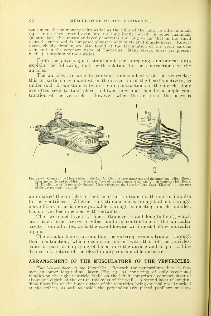 9° MUSCULATURE OF THE VENTRICLES. tend upon the pulmonary veins as far as the hilus of the lung; in other animals (apes, rats) they extend even into the lung itself; indeed, in some mammals (rnouse, bat) this muscular layer penetrates the lung so far that in the small veins the entire wall is composed almost wholly of striated muscle-fibers. Muscle- fibers, chiefly circular, are also found at the termination of the great cardiac vein and in the coronary valve of Thebesius. Many elastic fibers are present in the perimysium of the auricles. From the physiological standpoint the foregoing anatomical data explain the following facts with relation to the contractions of the auricles. The auricles are able to contract independently of the ventricles; this is particularly manifest in the cessation of the heart's activity, as under such circumstances two or more contractions of the auricle alone are often seen to take place, followed now and then by a single con- traction of the ventricle. However, when the action of the heart is Fig. 22.—I, Course of the Muscle-fibers in the Left Auricle: the outer transverse and the inner longitudinal fibrous layer are visiljle and in addition the circular fibers of the pulmonary veins, v.p. V, left ventricle (Joh. Reid). n, Distribution of Transversely Striated Muscle-fibers on the Superior Vena Cava (Elischer): a, entrance of the azygos vein; v, auricle. unimpaired the auricles in their contraction transmit the motor impulse to the ventricles. Whether this stimulation is brought about through nerve-fibers or, as is more probable, through connecting muscle-bundles, has not yet been decided with certainty. The two chief layers of fibers (transverse and longitudinal), which cross each other, serve to effect uniform contraction of the auricular cavity from all sides, as is the case likewise with most hollow muscular organs. The circular fibers surrounding the entering venous trunks, through their contraction, which occurs in unison with that of the auricles, cause in part an emptying of blood into the auricle and in part a hin- drance to a return of the blood in any considerable measure. ARRANGEMENT OF THE MUSCULATURE OF THE VENTRICLES, The AIusclc-fibers of the Ventricles.—Beneath the pericardium there is first met an outer longitudinal layer (Fig. 23, A)', consisting of only occasional bundles on the right ventricle, while on the left it comprises a compact layer of about one-eighth of the entire thickness of the wall. A second layer of longitu- dinal fibers lies on the inner surface of the ventricles, being especially well marked at the orifices, as well as inside the perpendicularly placed papillary muscles,