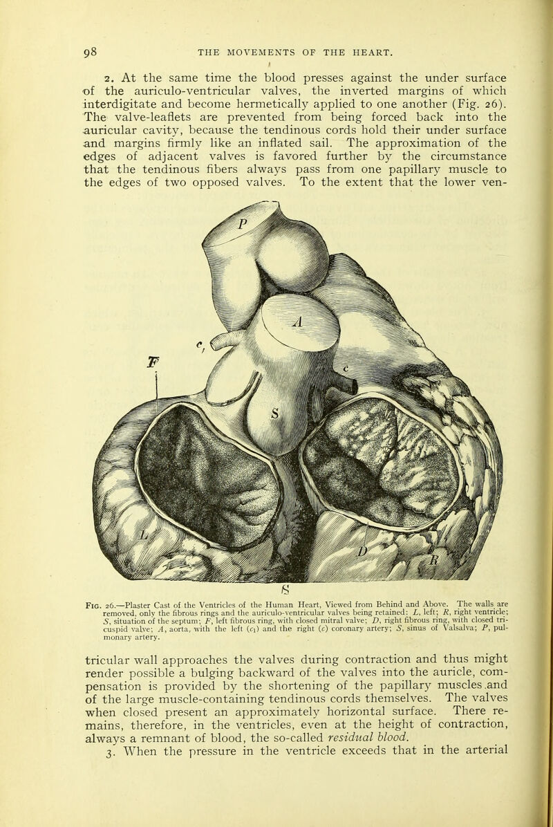 2. At the same time the blood presses against the under surface -of the auriculo-ventricular valves, the inverted margins of which interdigitate and become hermetically applied to one another (Fig. 26). The valve-leaflets are prevented from being forced back into the .auricular cavity, because the tendinous cords hold their under surface and margins firmly like an inflated sail. The approximation of the edges of adjacent valves is favored further by the circumstance that the tendinous fibers always pass from one papillary muscle to the edges of two opposed valves. To the extent that the lower ven- Fig. 26.—Plaster Cast of the Ventricles of the Human Heart, Viewed from Behind and Above. The walls are removed, onlv the fibrous rings and the auriculo-ventricular valves being retained: Z., left; R, right ventricle; S, situation of the septum; F, left fibrous ring, with closed mitral valve; D, right fibrous ring, with closed tri- cuspid valve; A, aorta, with the left (cj) and the right (c) coronary artery; S, sinus of Valsalva; P, pul- monary artery. tricular wall approaches the valves during contraction and thus might render possible a bulging backward of the valves into the auricle, com- pensation is provided by the shortening of the papihary muscles .and of the large muscle-containing tendinous cords themselves. The valves when closed present an approximately horizontal surface. There re- mains, therefore, in the ventricles, even at the height of contraction, always a remnant of blood, the so-called residual blood. 3. When the pressure in the ventricle exceeds that in the arterial