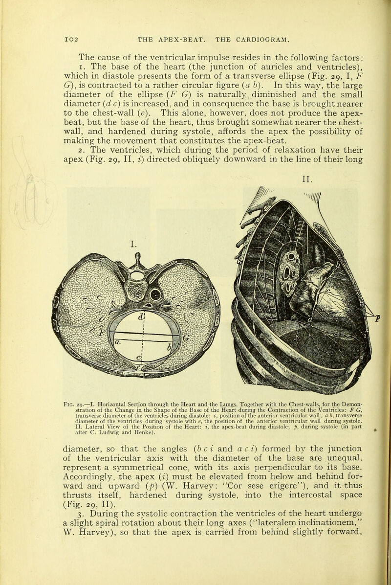 The cause of the ventricular impulse resides in the following factors: 1. The base of the heart (the junction of auricles and ventricles), which in diastole presents the form of a transverse ellipse (Fig. 29, I, F G), is contracted to a rather circular figure (a b). In this way, the large diameter of the ellipse {F G) is naturally diminished and the small diameter (J c) is increased, and in consequence the base is brought nearer to the chest-wall {e). This alone, however, does not produce the apex- beat, but the base of the heart, thus brought somewhat nearer the chest- wall, and hardened during systole, affords the apex the possibility of making the movement that constitutes the apex-beat. 2. The ventricles, which during the period of relaxation have their apex (Fig. 29, II, i) directed obliquely downward in the line of their long Fig. 29.—I. Horizontal Section through the Heart and the Lungs, Together with the Chest-walls, for the Demon- stration of the Change in the Shape of the Base of the Heart during the Contraction of the Ventricles: F G, transverse diameter of the ventricles during diastole; c, position of the anterior ventricular wall; a b, transverse diameter of the ventricles during systole with e, the position of the anterior ventricular wall during systole. II. Lateral View of the Position of the Heart: i, the apex-beat during diastole; p, during systole (in part after C. Ludwig and Henke). diameter, so that the angles (6 c i and a c i) formed by the junction of the ventricular axis with the diameter of the base are unequal, represent a symmetrical cone, with its axis perpendicular to its base. Accordingly, the apex (/) must be elevated from below and behind for- ward and upward {p) (W. Harvey: Cor sese erigere), and it thus thrusts itself, hardened during systole, into the intercostal space (Fig. 29, II). 3. During the systolic contraction the ventricles of the heart undergo a slight spiral rotation about their long axes (lateralem inclinationem, W. Harvey), so that the apex is carried from behind slightly forward,
