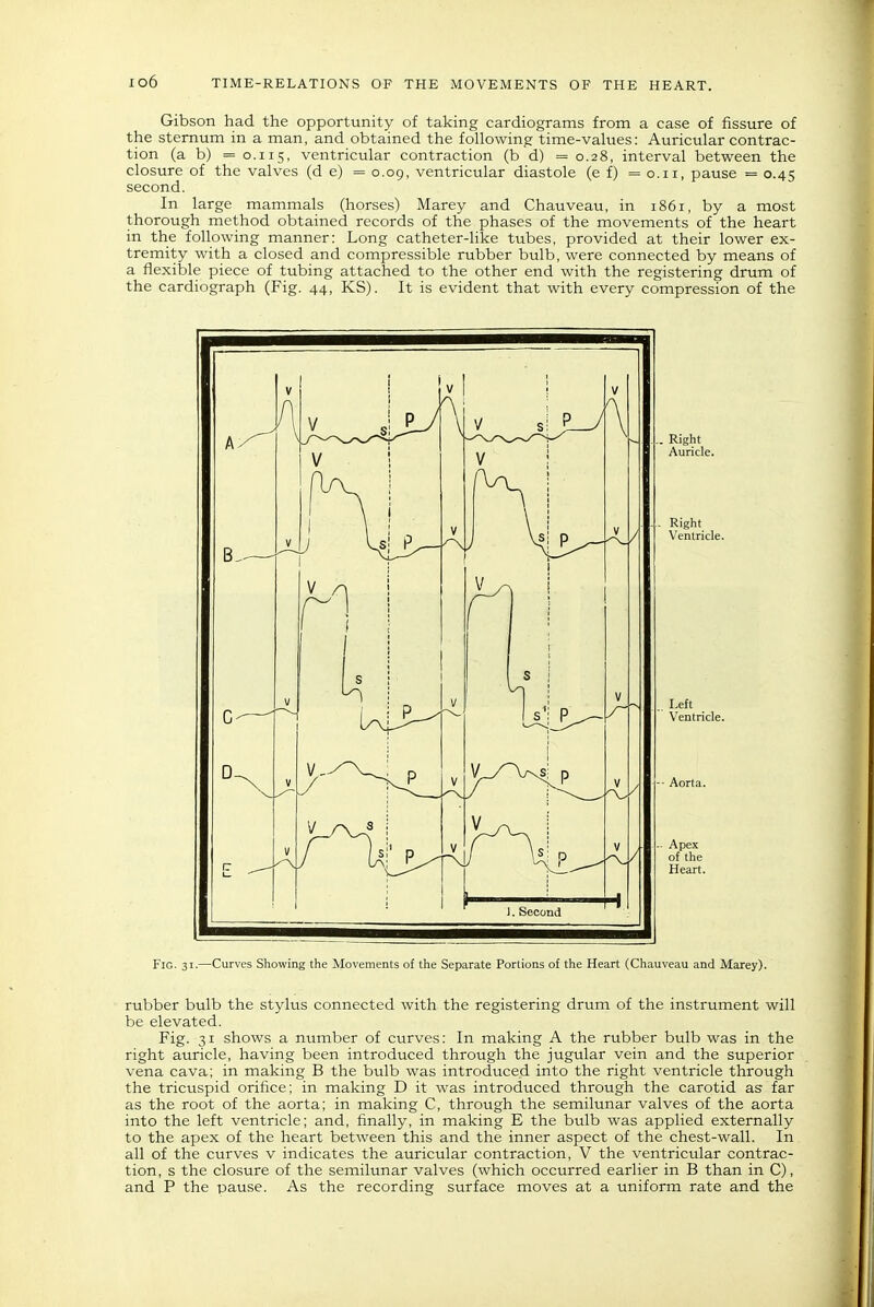 Gibson had the opportunity of taking cardiograms from a case of fissure of the sternum in a man, and obtained the following time-values: Auricular contrac- tion (a b) =0.115, ventricular contraction (b d) =0.28, interval between the closure of the valves (d e) = 0.09, ventricular diastole (e f) =0.11, pause = 0.45 second. In large mammals (horses) Marey and Chauveau, in 1861, by a most thorough method obtained records of the phases of the movements of the heart in the following manner: Long catheter-like tubes, provided at their lower ex- tremity with a closed and compressible rubber bulb, were connected by means of a flexible piece of tubing attached to the other end with the registering drum of the cardiograph (Fig. 44, KS). It is evident that with every compression of the rubber bulb the stylus connected with the registering drum of the instrument will be elevated. Fig. 31 shows a number of curves: In making A the rubber bulb was in the right auricle, having been introduced through the jugular vein and the superior vena cava; in making B the bulb was introduced into the right ventricle through the tricuspid orifice; in making D it was introduced through the carotid as far as the root of the aorta; in making C, through the semilunar valves of the aorta into the left ventricle; and, finally, in making E the bulb was applied externally to the apex of the heart between this and the inner aspect of the chest-wall. In all of the curves v indicates the auricular contraction, V the ventricular contrac- tion, s the closure of the semilunar valves (which occurred earlier in B than in C), and P the pause. As the recording surface moves at a uniform rate and the