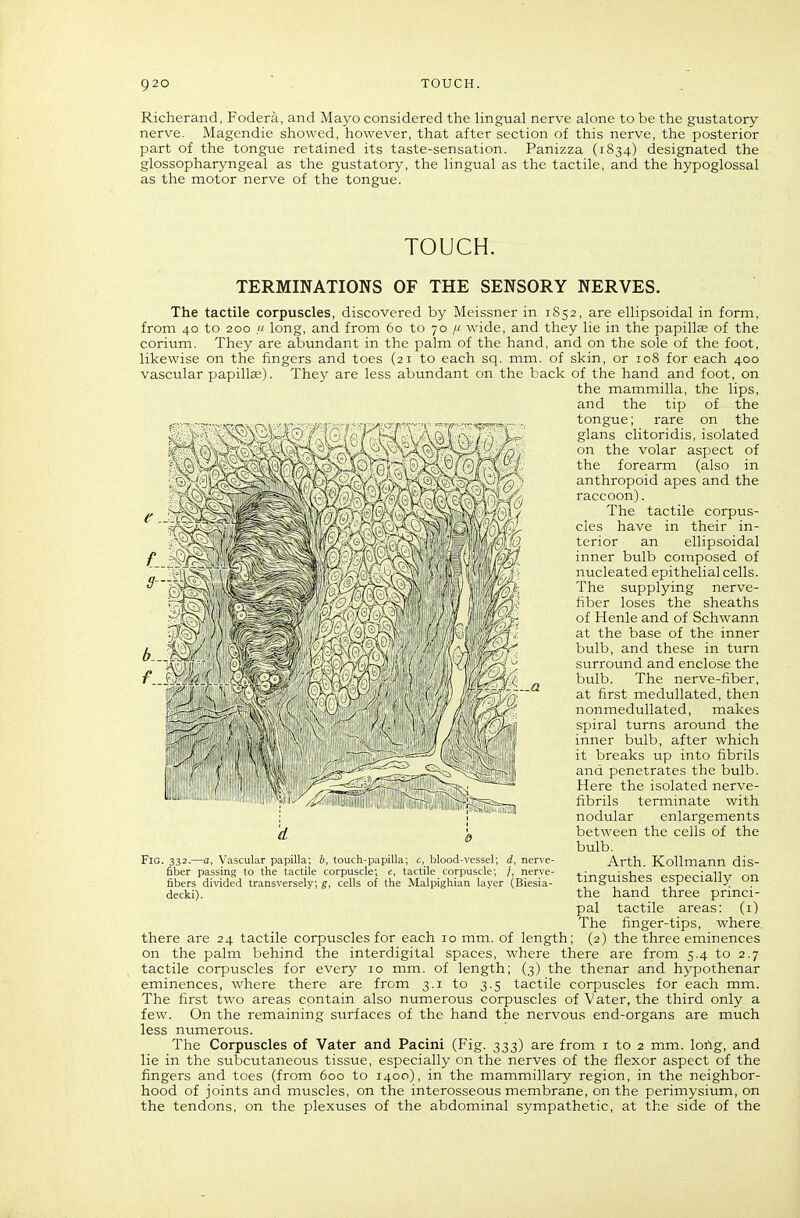 Richerand, Fodera, and Mayo considered the lingual nerve alone to be the gustatory nerve. Magendie showed, however, that after section of this nerve, the posterior part of the tongue retained its taste-sensation. Panizza (1834) designated the glossopharyngeal as the gustatory, the lingual as the tactile, and the hypoglossal as the motor nerve of the tongue. TOUCH. TERMINATIONS OF THE SENSORY NERVES. The tactile corpuscles, discovered by Meissner in 1852, are ellipsoidal in form, from 40 to 200 /' long, and from 60 to 70 [i wide, and they lie in the papillse of the corium. They are abundant in the palm of the hand, and on the sole of the foot, likewise on the fingers and toes (21 to each sq. mm. of skin, or 108 for each 400 vascular papilla). They are less abundant on the back of the hand and foot, on the mammilla, the lips, and the tip of the tongue; rare on the glans clitoridis, isolated on the volar aspect of the forearm (also in anthropoid apes and the raccoon). The tactile corpus- cles have in their in- terior an ellipsoidal inner bulb composed of nucleated epithelial cells. The supplying nerve- fiber loses the sheaths of Henle and of Schwann at the base of the inner bulb, and these in turn surround and enclose the bulb. The nerve-fiber, at first meduUated, then nonmedullated, makes spiral turns around the inner bulb, after which it breaks up into fibrils and penetrates the bulb. Here the isolated nerve- fibrils terminate with nodular enlargements between the cells of the bulb. Arth. KoUmann dis- tinguishes especially on the hand three princi- pal tactile areas: (i) The finger-tips, where, there are 24 tactile corpuscles for each 10 mm. of length; (2) the three eminences on the palm behind the interdigital spaces, where there are from 5.4 to 2.7 tactile corpuscles for every 10 mm. of length; (3) the thenar and hypothenar eminences, where there are from 3.1 to 3.5 tactile corpuscles for each mm. The first two areas contain also numerous corpuscles of Vater, the third only a few. On the remaining surfaces of the hand the nervous end-organs are much less numerous. The Corpuscles of Vater and Pacini (Fig. 333) are from i to 2 mm. lortg, and lie in the subcutaneous tissue, especially on the nerves of the flexor aspect of the fingers and toes (from 600 to 1400), in the mammillary region, in the neighbor- hood of joints and muscles, on the interosseous membrane, on the perimysium, on the tendons, on the plexuses of the abdominal sympathetic, at the side of the d 0 Fig. 332.—a. Vascular papilla; b, touch-papilla; c, blood-vessel; d, nerve- fiber passing to the tactile corpuscle; c, tactile corpuscle; /, nerve- fibers divided transversely; g, cells of the Malpighian layer (Biesia- decki).