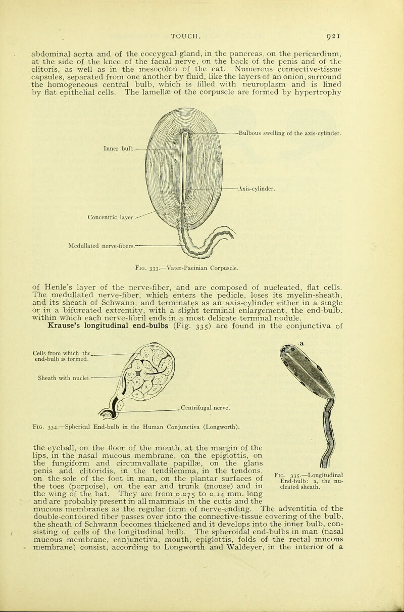 abdominal aorta and of the coccygeal gland, in the pancreas, on the pericardium, at the side of the knee of the facial nerve, on the back of the penis and of the clitoris, as well as in the mesocolon of the cat. Numerous connective-tissue capsules, separated from one another by fluid, like the layers of an onion, surround the homogeneous central bulb, which is filled with neuroplasm and is lined by flat epithelial cells. The lamellae of the corpuscle are formed by hypertrophy Inner bulb Concentric layer.' MeduUated nerve-fibers.' Bulbous swelling of the axis-cylinder. Vxis-cylinder. Fig. 333.—Vater-Pacinian Corpuscle. of Henle's layer of the nerve-fiber, and are composed of nucleated, flat cells. The meduUated nerve-fiber, which enters the pedicle, loses its myelin-sheath, and its sheath of Schwann, and terminates as an axis-cylinder either in a single or in a bifurcated extremity, with a slight terminal enlargement, the end-bulb, within which each nerve-fibril ends in a most delicate terminal nodule. Krause's longitudinal end-bulbs (Fig. 335) are found in the conjunctiva of Cells from which thf end-bulb is formed. Sheath with nuclei . Centrifugal nerve. Fig. 334.—Spherical End-bulb in the Human Conjunctiva (Longworth). the eyeball, on the floor of the mouth, at the margin of the lips, in the nasal mucous membrane, on the epiglottis, on the fungiform and circumvallate papillae, on the glans penis and clitoridis, in the tendilemma, in the tendons, on the sole of the foot in man, on the plantar surfaces of the toes (porpoise), on the ear and trunk (mouse) and in the wing of the bat. They are from 0.075 to 0.14 mm. long and are probably present in all mammals in the cutis and the mucous membranes as the regular form of nerve-ending. The adventitia of the double-contoured fiber passes over into the connective-tissue covering of the bulb, the sheath of Schwann becomes thickened and it develops into the inner bulb, con- sisting of cells of the longitudinal bulb. The spheroidal end-bulbs in man (nasal mucous membrane, conjunctiva, mouth, epiglottis, folds of the rectal mucous membrane) consist, according to Longworth and Waldeyer, in the interior of a Fig. 335.—Longitudinal End-bulb: a, the nu- cleated sheath.