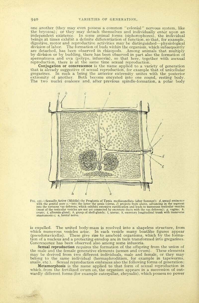 one another (they may even possess a common colonial nervous system, like the bryozoa); or they may detach themselves and individually enter upon an independent existence. In some animal forms (siphonophores), the individual beings at times exhibit a definite differentiation of function, so that, for example, digestive, motor and reproductive activities may be distinguished—physiological division of labor. The formation of buds within the organism, which subsequently are detached, has been observed in rhizopods. Among animals that multiply by division or by budding, there has been observed in part also the formation of spermatozoa and ova (polyps, infusoria), so that here, together with asexual reproduction, there is at the same time sexual reproduction. Conjugation or concrescence is the name applied to a variety of generation that is already suggestive of sexual reproduction, for example that of unicellular gregarines. In such a being the anterior extremity unites with the posterior extremity of another. Both become encysted into one round, resting body. The two nuclei coalesce and, after previous spindle-formation, a polar body Fig. 3SI.—Sexually Active (Middle) the Proglottis of Taenia mediocanellata (after Sommer): d, sexual eminence with the genital pore e,—into the latter the penis (cirrus, /) projects from above, advancing in the segment into the tortuous vas deferens, which exhibits extensive ramification and leads to numerous testicular vesicles (most of the testicular vesicles are not yet connected by excretory ducts with the vas deferens); g, vagina; h, ovary; j, albumin-gland; ^, group of shell-glands; /.uterus; 6, excretory longitudinal trunk with transverse anastomosis c; o, lateral nerve. is expelled. The united body-mass is resolved into a shapeless structure, from which numerous vesicles arise. In each vesicle many boatlike figures appear (pseudonavicellffi). These give rise to ameboid organisms, which by the forma- tion of a nucleus and a protecting envelop are in turn transformed into gregarines. Concrescence has been observed also among some infusoria. Sexual reproduction requires the formation of the offspring from the union of the male and the female generative elements (semen and ovum). These elements may be derived from two different individuals, male and female, or they may belong to the same individual (hermaphroditism, for example in tapeworms, snails, etc.). Sexual reproduction embraces also the following forms of generation: Metamorphosis is the name applied to that form of sexual reproduction in which, from the fertilized ovum on, the organism appears in a succession of out- wardly different forms (for example caterpillar, chrysalis), which possess no power