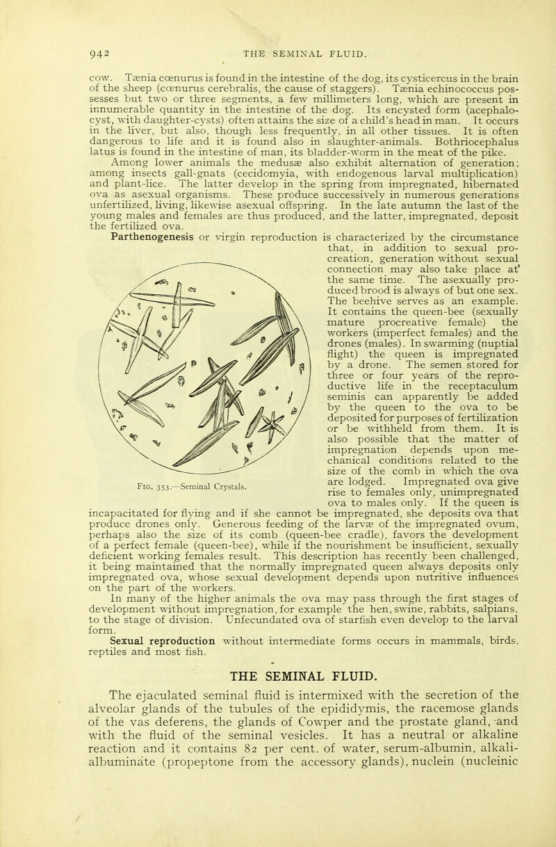 cow. Taenia ccenurus is found in the intestine of the dog, its cysticercus in the brain of the sheep (coenurus cerebraHs, the cause of staggers). Tffinia echinococcus pos- sesses but two or three segments, a few milHmeters long, which are present in innumerable quantity in the intestine of the dog. Its encysted form (acephalo- cyst, with daughter-cysts) often attains the size of a child's head in man. It occurs in the liver, but also, though less frequently, in all other tissues. It is often dangerous to life and it is found also in slaughter-animals. Bothriocephalus latus is found in the intestine of man, its bladder-worm in the meat of the pike. Among lower animals the medusae also exhibit alternation of generation: among insects gall-gnats (cecidomyia, with endogenous larval multiplication) and plant-lice. The latter develop in the spring from impregnated, hibernated ova as asexual organisms. These produce successively in numerous generations unfertilized, living, likewise asexual offspring. In the late autumn the last of the young males and females are thus produced, and the latter, impregnated, deposit the fertilized ova. Parthenogenesis or virgin reproduction is characterized by the circumstance that, in addition to sexual pro- creation, generation without sexual connection may also take place at' the same time. The asexually pro- duced brood is always of but one sex. The beehive serves as an example. It contains the queen-bee (sexually mature procreative female) the workers (imperfect females) and the drones (males). In swarming (nuptial flight) the queen is impregnated by a drone. The semen stored for three or four years of the repro- ductive life in the receptaculum seminis can apparently be added by the queen to the ova to be deposited for purposes of fertilization or be withheld from them. It is also possible that the matter of impregnation depends upon me- chanical conditions related to the size of the comb in which the ova are lodged. Impregnated ova give rise to females only, unimpregnated ova to males only. If the queen is incapacitated for flying and if she cannot be impregnated, she deposits ova that produce drones only. Generous feeding of the larvje of the impregnated ovum, perhaps also the size of its comb (queen-bee cradle), favors the development of a perfect female (queen-bee), while if the nourishment be insufficient, sexually deficient working females result. This description has recently been challenged, it being maintained that the normally impregnated queen always deposits only impregnated ova, whose sexual development depends upon nutritive influences on the part of the workers. In many of the higher animals the ova may pass through the first stages of development without impregnation, for example the hen, swine, rabbits, salpians, to the stage of division. Unfecundated ova of starfish even develop to the larval form. Sexual reproduction without intermediate forms occurs in mammals, birds, reptiles and most fish. Fig. 353.—Seminal Crystals. THE SEMINAL FLUID. The ejaculated seminal fluid is intermixed with the secretion of the alveolar glands of the tubules of the epididymis, the racemose glands of the vas deferens, the glands of Cowper and the prostate gland, and with the fluid of the seminal vesicles. It has a neutral or alkaline reaction and it contains 82 per cent, of water, serum-albumin, alkali- albuminate (propeptone from the accessory glands), nuclein (nucleinic