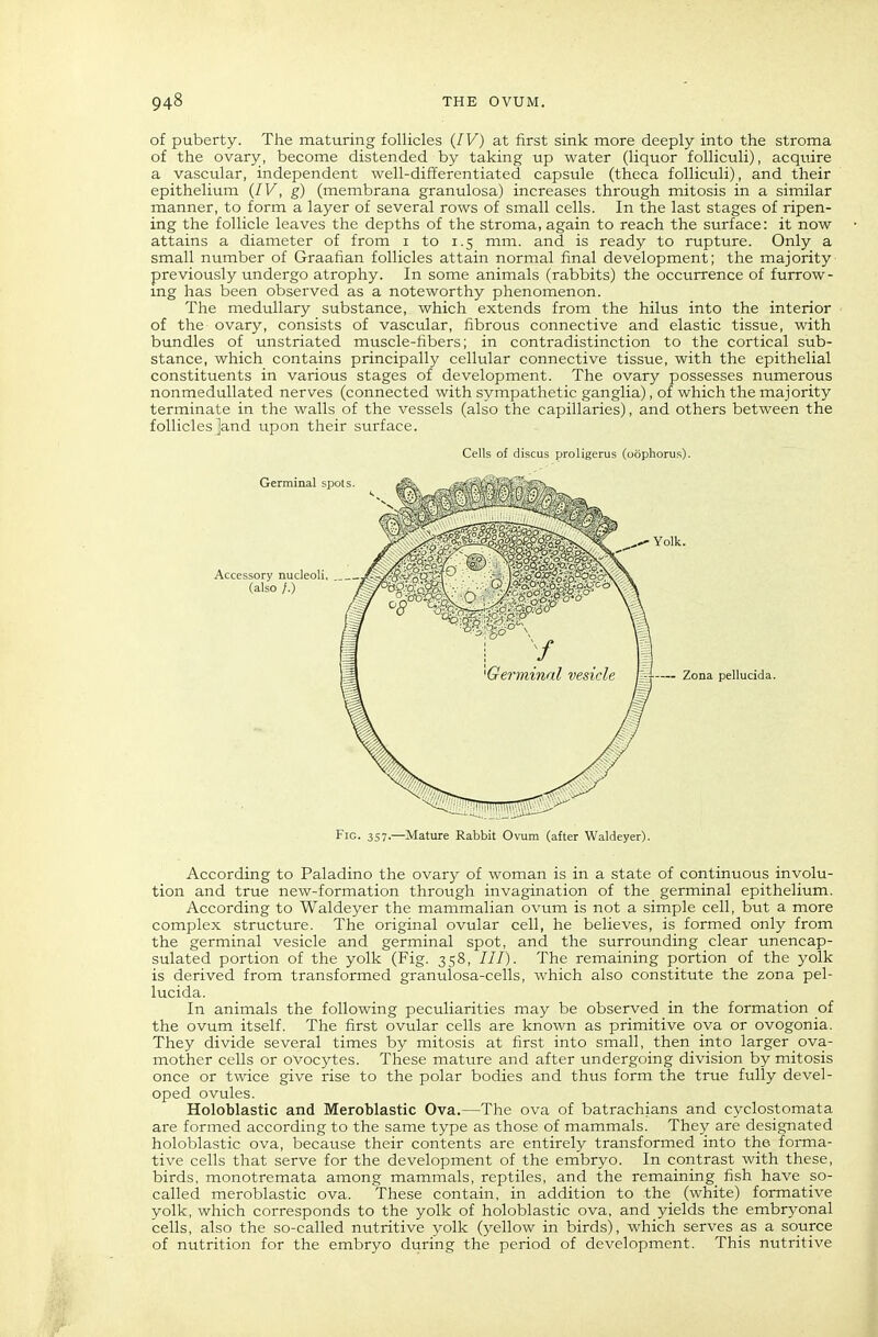 of puberty. The maturing follicles {IV) at first sink more deeply into the stroma of the ovary, become distended by taking up water (liquor folliculi), acquire a vascular, independent well-difierentiated capsule (theca folliculi), and their epithelium {IV, g) (membrana granulosa) increases through mitosis in a similar manner, to form a layer of several rows of small cells. In the last stages of ripen- ing the follicle leaves the depths of the stroma, again to reach the surface: it now attains a diameter of from i to 1.5 mm. and is ready to rupture. Only a small number of Graafian follicles attain normal final development; the majority' previously undergo atrophy. In some animals (rabbits) the occurrence of furrow- mg has been observed as a noteworthy phenomenon. The medullary substance, which extends from the hilus into the interior of the ovary, consists of vascular, fibrous connective and elastic tissue, with bundles of unstriated muscle-fibers; in contradistinction to the cortical sub- stance, which contains principally cellular connective tissue, with the epithelial constituents in various stages of development. The ovary possesses numerous nonmedullated nerves (connected with sympathetic ganglia), of which the majority terminate in the walls of the vessels (also the capillaries), and others between the follicles]and upon their surface. Cells of discus proligerus (oophorus). pellucid a. Fig. 357.—Mature Rabbit Ovum (after Waldeyer). According to Paladino the ovary of woman is in a state of continuous involu- tion and true new-formation through invagination of the germinal epithelium. According to Waldeyer the mammalian ovum is not a simple cell, but a more complex structure. The original ovular cell, he believes, is formed only from the germinal vesicle and germinal spot, and the surrounding clear unencap- sulated portion of the yolk (Fig. 358, ///). The remaining portion of the yolk is derived from transformed granulosa-cells, which also constitute the zona pel- lucida. In animals the following peculiarities may be observed in the formation of the ovum itself. The first ovular cells are known as primitive ova or ovogonia. They divide several times by mitosis at first into small, then into larger ova- mother cells or ovocytes. These mature and after undergoing division by mitosis once or twice give rise to the polar bodies and thus form the true fully devel- oped ovules. Holoblastic and Meroblastic Ova.—The ova of batrachians and cyclostomata are formed according to the same type as those of mammals. They are designated holoblastic ova, because their contents are entirely transformed into the foi-ma- tive cells that serve for the development of the embryo. In contrast with these, birds, monotremata among mammals, reptiles, and the remaining fish have so- called meroblastic ova. These contain, in addition to the (white) formative yolk, which corresponds to the yolk of holoblastic ova, and yields the embryonal cells, also the so-called nutritive yolk (yellow in birds), which serves as a source of nutrition for the embryo during the period of development. This nutritive