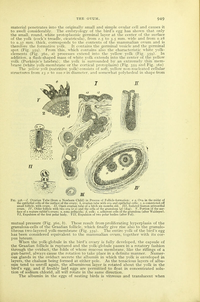 material penetrates into the originally small and simple ovular cell and causes it to swell considerably. The embryology of the bird's egg has shown that only the small, round, white protoplasmic germinal layer at the center of the surface of the yolk (cock's treadle, cicatricula), from 2.5 to 3.5 mm. wide and from 0.28 to 0.37 mm. thick, corresponds to the contents of the mammalian ovum and is therefore the formative yolk. It contains the germinal vesicle and the germinal spot (Fig. 359). From this, which contains also the characteristic white yolk- elements (Fig. 360, a) processes extend into the yellow yolk (Fig. 359). In addition, a flask-shaped mass of white yolk extends into the center of the yellow yolk (Purkinje's latebra); the yolk is surrounded by an extremely thin mem- brane (white yolk-membrane or the cortical protoplasm) (Fig. 359 and Fig. 360) The yellow yolk (nutritive yolk) consists of soft, yellow non-nucleated cellular structures from 23 to 100 /' in diameter, and somewhat polyhedral in shape from Fig. 358.—I. Ovarian Tube (from a Newborn Child) in Process of Follicle-formation: a a, Ova in the midst of the epithehal cells of the surface of the ovary, 6, ovarian tube with ova and epithelial cells; c, a constricted-o£f small follicle, with ovum. //, Open ovarian tube of a bitch six months old. ///, Isolated human primordial ovum. IV, Older follicle with two ova (0 0) and the cells of the granulosa (g) (dog). V, Portion of the sur- face of a mature rabbit's ovum; z, zona pellucida; d, yolk; e, adherent cells of the granulosa (after Waldeyer). VI, Expulsion of the first polar body. VII, Expulsion of two polar bodies (after Fol). mutual pressure (Fig. 360, b). These result from proliferating hyperplasia of the granulosa-cells of the (5raafian follicle, which finally give rise also to the granulo- ribrous two-layered yolk-membrane (Fig. 359). The entire yolk of the bird's egg has been considered equivalent to the mammalian ovum, together with its cor- ptis luteum. When the yolk-globule in the bird's ovary is fully developed, the capsule of the Graafian follicle is ruptured and the yolk-globule passes in a rotatory fashion through the oviduct, the folds of whose mucous membrane, like the riflings of a gun-barrel, always cause the rotation to take place in a definite manner. Numer- ous glands in the oviduct secrete the albtimin in which the 3'olk is enveloped in layers, the chalazas being formed at either pole. As the tenacious layers of albu- rnin tend to unroll again, the albuminous layer is rotated about the yolk in the bird's egg, and if freshly laid eggs are permitted to float in concentrated solu- tion of sodium chlorid, all will rotate in the same direction. The albumin in the eggs of nesting birds is vitreous and translucent when