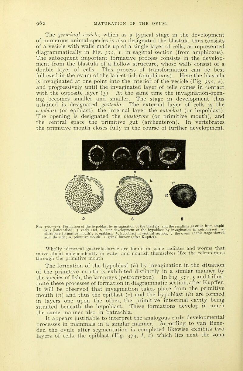 The germinal vesicle, which as a typical stage in the development of numerous animal species is also designated the blastula, thus consists of a vesicle with walls made up of a single layer of cells, as represented diagrammatically in Fig. 372, i, in sagittal section (from amphioxus). The subsequent important formative process consists in the develop- ment from the blastula of a hollow structure, whose walls consist of a double layer of cells. This process of transformation can be best followed in the ovum of the lancet-fish (amphioxus). Here the blastula is invaginated at one point into the interior of the vesicle (Fig. 372, 2), and progressively until the invaginated layer of cells comes in contact with the opposite layer (3). At the same time the invagination-open- ing becomes smaller and smaller. The stage in development thus attained is designated gastrula. The external layer of cells is the ectoblast (or epiblast), the internal layer the entoblast (or hypoblast). The opening is designated the blastopore (or primitive mouth), and the central space the primitive gut (archenteron). In vertebrates the primitive mouth closes fully in the course of further development. 6 6 S Fig 372-—1-4, Formation of the hypoblast by invagination of the blastula, and the resulting gastrula from amphi oxus (lancet-fish); 5, early and, 6, later development of the hypoblast by invagination in petromyzon; «, blastopore (primitive mouth); e, epiblast; h, hypoblast in vertical section; 7, the ovum at this stage viewed from the side; «, primitive mouth; r, spinal furrow (after Kupffer). Wholly identical gastrula-larv£E are found in some radiates and worms that move about independently in water and nourish themselves like the celenterates through the primitive mouth. The formation of the hypoblast (h) by invagination in the situation of the primitive mouth is exhibited distinctly in a similar manner by the species of fish, the lampreys (petromyzon). In Fig. 372,5 and 6 illus- trate these processes of formation in diagrammatic section, after Kupffer. It win be observed that invagination takes place from the primitive mouth (u) and thus the epiblast (c) and the hypoblast (h) are formed in layers one upon the other, the primitive intestinal cavity being situated beneath the hypoblast. These formations develop in much the same manner also in batrachia. It appears justifiable to interpret the analogous early developmental processes in mammals in a similar manner. According to van Bene- den the ovule after segmentation is completed likewise exhibits two layers of cells, the epiblast (Fig. 373, I, e), which lies next the zona