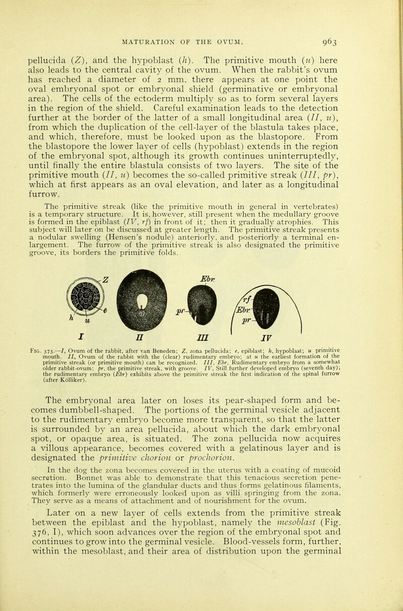 pellucida (Z), and the hypoblast (h). The primitive mouth (it) here also leads to the central cavity of the ovum. When the rabbit's ovum has reached a diameter of 2 mm. there appears at one point the oval embryonal spot or embryonal shield (germinative or embryonal area). The cells of the ectoderm multiply so as to form several layers in the region of the shield. Careful examination leads to the detection further at the border of the latter of a small longitudinal area (//, u), from which the duplication of the cell-layer of the blastula takes place, and which, therefore, must be looked upon as the blastopore. From the blastopore the lower layer of cells (hypoblast) extends in the region of the embryonal spot, although its growth continues uninterruptedly, until finally the entire blastula consists of two layers. The site of the primitive mouth (//, it) becomes the so-called primitive streak (///, pr), which at first appears as an oval elevation, and later as a longitudinal furrow. The primitive streak (like the primitive mouth in general in vertebrates) is a temporary structure. It is, however, still present when the medullary groove is formed in the epiblast (IV, rf) in front of it; then it gradually atrophies. This subject will later on be discussed at greater length. The primitive streak presents a nodular swelling (Hensen's nodule) anteriorly, and posteriorly a terminal en- largement. The furrow of the primitive streak is also designated the primitive groove, its borders the primitive folds. Fig. 373.—/, Ovum of the rabbit, after van Beneden; Z, zona pellucida; e, epiblast; h, hypoblast; M primitive mouth. //, Ovum of the rabbit with the (clear) rudimentary embryo; at tt the earUest formation of the primitive streak (or primitive mouth) can be recognized. ///, Ebr, Rudimentary embryo from a somewhat older rabbit-ovum; pr, the primitive streak, with groove. IV, Still further developed embryo (seventh day); the rudimentary embryo {Ebr) exhibits above the primitive streak the first indication of the spinal furrow (after Kdlliker). The embryonal area later on loses its pear-shaped form and be- comes dumbbell-shaped. The portions of the germinal vesicle adjacent to the rudimentary embryo become more transparent, so that the latter is surrounded by an area pellucida, about which the dark embryonal spot, or opaque area, is situated. The zona pellucida now acquires a villous appearance, becomes covered with a gelatinous layer and is designated the primitive chorion or prochorion. In the dog the zona becomes covered in the uterus with a coating of mucoid secretion. Bonnet was able to demonstrate that this tenacious secretion pene- trates into the lumina of the glandular ducts and thus forms gelatinous filaments, which formerly were erroneously looked upon as villi springing from the zona. They serve as a means of attachment and of nourishment for the ovum. Later on a new layer of cells extends from the primitive streak between the epiblast and the hypoblast, namely the mesoblast (Fig. 376, I), which soon advances over the region of the embryonal spot and continues to grow into the germinal vesicle. Blood-vessels form, further, within the mesoblast, and their area of distribution upon the germinal