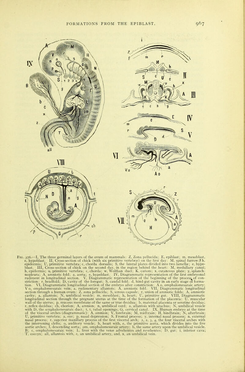 Fig. 376.—I, The three germinal layers of the ovum of mammals: Z, Zona pellucida; E, epiblast; m, mesoblast, e, hypoblast. II, Cross-section of chick (with six primitive vertebrje) on the first day: M, spinal furrow;8h, epidermis; U, primitive vertebra; c, chorda dorsalis; S, the lateral plates divided into two lamella;; e, hypo- blast. Ill, Cross-section of chick on the second day, in the region behind the heart: M, medullary canal; h, epidermis; u, primitive vertebra; c, chorda; w, Wolffian duct; K. ccelom; x, cutaneous plate; y, splanch- nopleura; A, amniotic fold; a, aorta; e, hypoblast. IV, Diagrammatic representation of the first embryonal rudiment in longitudinal section. V, Diagrammatic representation of the beginning of the process of con- striction: r, headfold; D, cavity of the foregut; S, caudal fold; d. hind-gut cavity in an early stage of forma- tion. VI, Diagrammatic longitudinal section of the embryo after constriction: A o, omphalomesaraic artery; V o, omphalomesaraic vein; a, rudimentary allantois; A, amniotic fold. VII, Diagrammatic longitudinal section through a human ovum: Z, zona pellucida; S, serous capsule; r, union of amniotic folds; A, amniotic cavity; a, allantois; N, umbilical vesicle; m, mesoblast; h, heart; U, primitive gut. VIII, Diagrammatic longitudinal section through the pregnant uterus at the time of the formation of the placenta: U. muscular wall of the uterus; p, mucous membrane of the same or true decidua; b, maternal placenta or serotine decidua; r, reflex decidua; ch, chorion; A, amnion; n, umbilical cord; a, allantois with urachus; N, umbilical vesicle with D, the omphalomesaraic duct; t, t, tubal openings; G, cervical canal. IX, Human embryo at the time of the visceral arches (diagrammatic): A, amnion; V, forebrain; M, midbrain; H, hindbrain; N, afterbrain; U, primitive vertebra; a, eye; p, nasal depression; S, Frontal process; y, internal nasal process; n, external nasal process; r, superior maxillary process of the first visceral arch; i, 2, 3, 4, the four visceral arches with the intervening clefts; o, auditory vesicle; h, heart with, e, the primitive aorta, which divides into the five aortic arches; f, descending aorta; om, omphalomesaraic artery; b, the same artery upon the umbilical vesicle, B; c, omphalomesaraic vein; L, liver with the vense advehentes and revehentes; D, gut; i, inferior cava; T, coccy.x; all, allantois with, z, ;m umbilical artery, and, x, an umbilical vein.