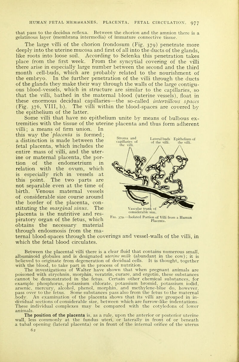 that pass to the decidua reflexa. Between the chorion and the amnion there is a gelatinous layer (membrana intermedia) of immature connective tissue. The large villi of the chorion frondosum (Fig. 379) penetrate more deeply into the uterine mucosa and first of all into the ducts of the glands, like roots into loose soil. According to Selenka this penetration takes place from the first week. From the syncytial covering of the villi there arise in especially large number between the second and the third month cell-buds, which are probably related to the nourishment of the embryo. In the further penetration of the villi through the ducts of the glands they make their way through the walls of the large contigu- ous blood-vessels, which in structure are similar to the capillaries, so that the villi, bathed in the maternal blood (uterine vessels), float in these enormous decidual capillaries—the so-called intervillous spaces (Fig. 376, VIII, b). The villi within the blood-spaces are covered by the epithelium of the latter. Some villi that have no epithelium unite by means of bulbous ex- tremities with the tissue of the uterine placenta and thus form adherent villi; a means of firm union. In this way the 'placenta is formed; a distinction is made between the fetal placenta, which includes the entire mass of villi, and the uter- ine or maternal placenta, the por- tion of the endometrium in relation with the ovum, which is especially rich in vessels at this point. The two parts are not separable even at the time of birth. Venous maternal vessels of considerable size course around the border of the placenta, con- stituting the marginal sinus. The placenta is the nutritive and res- piratory organ of the fetus, which obtains the necessary material through endosmosis from the ma- ternal blood-spaces through the coverings and vessel-walls of the villi, in which the fetal blood circulates. Lateral buds Epithelium of of the villi. the villi. Fig. 379. Vascular trunk of considerable size. -Isolated Portion of Villi from a Human Placenta. Between the placental villi there is a clear fluid that contains numerous small, albuminoid globules and is designated uterine milk (abundant in the cow); it is believed to originate from degeneration of decidual cells. It is thought, together with the blood, to take part in the process of nutrition. The investigations of Walter have shown that when pregnant animals are poisoned with strychnin, morphin, veratrin, curare, and ergotin, these substances cannot be demonstrated in the fetus. Certain other chemical substances, for example phosphorus, potassium chlorate, potassium bromid, potassium iodid, arsenic, mercury, alcohol, phenol, morphin, and methylene-blue do, however, pass over to the fetus. Some substances pass also from the fetus to the maternal body. An examination of the placenta shows that its villi are grouped in in- dividual sections of considerable size, between which are furrow-like indentations. These individual complexes may be compared with the cotyledons of lower animals. The position of the placenta is, as a rule, upon the anterior or posterior uterine wall, less commonly at the fundus uteri, or laterally in front of or beneath a tubal opening (lateral placenta) or in front of the internal orifice of the uterus 62