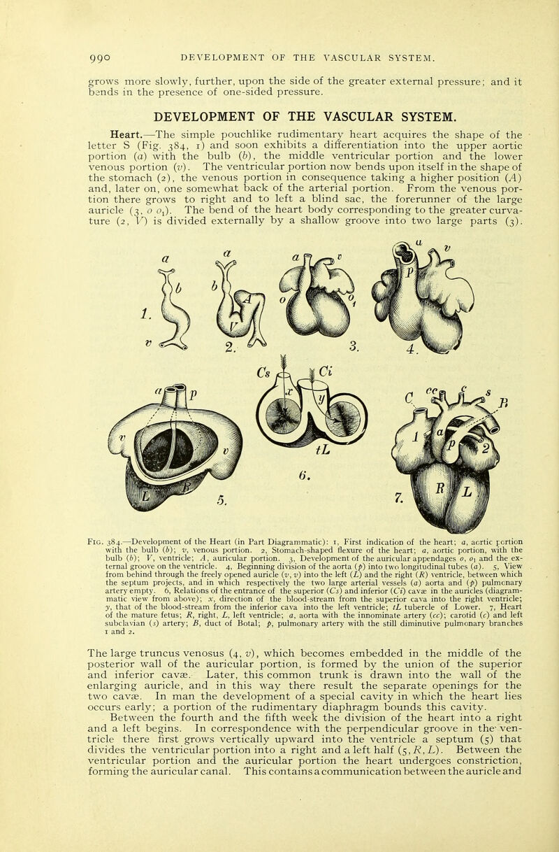 grows more slowly, further, upon the side of the greater external pressure; and it bends in the presence of one-sided pressure. DEVELOPMENT OF THE VASCULAR SYSTEM. Heart.—The simple pouchlike rudimentary heart acquires the shape of the ■ letter S (Fig. 384, i) and soon exhibits a differentiation into the upper aortic portion (a) with the bulb (b), the middle ventricular portion and the lower venous portion (v). The ventricular portion now bends upon itself in the shape of the stomach (2), the venous portion in consequence taking a higher position (A) and, later on, one somewhat back of the arterial portion. From the venous por- tion there grows to right and to left a blind sac, the forerunner of the large auricle (3, o Oj). The bend of the heart body corresponding to the greater curva- ture (2, V) is divided externally by a shallow groove into two large parts (3). Fio. 384.—Development of the Heart (in Part Diagrammatic): i, First indication of the heart; a, aortic portion with the bulb (b); v, venous portion. 2, Stomach-shaped flexure of the heart; a, aortic portion, with the bulb (/)); V, ventricle; A, auricular portion. 3, Development of the auricular appendages 0, o\ and the ex- ternal groove on the ventricle. 4, Beginning division of the aorta (^i) into two longitudinal tubes (a). 5, View from behind through the freely opened auricle (v, v) into the left (i) and the right (R) ventricle, between which the septum projects, and in which respectively the two large arterial vessels (a) aorta and if) pulmonary artery empty. 6, Relations of the entrance of the superior (Cs) and inferior (Ci) cavae in the auricles (diagram- matic view from above); x, direction of the blood-stream from the superior cava into the right ventricle; y, that of the blood-stream from the inferior cava into the left ventricle; tL tubercle of Lower. 7, Heart of the mature fetus; R, right, i, left ventricle; a, aorta with the innominate artery (cc); carotid (c) and left subclavian (j) artery; B, duct of Botal; p, pulmonary artery with the still diminutive pulmonary branches I and 2. The large truncus venosus (4, w), which becomes embedded in the middle of the posterior wall of the auricular portion, is formed by the union of the superior and inferior cavffi. Later, this common trunk is drawn into the wall of the enlarging auricle, and in this way there result the separate openings for the two cavse. In man the development of a special cavity in which the heart lies occurs early; a portion of the rudimentary diaphragm bounds this cavity. Between the fourth and the fifth week the division of the heart into a right and a left begins. In correspondence with the perpendicular groove in the ven- tricle there first grows vertically upward into the ventricle a septum (5) that divides the ventricular portion into a right and a left half (5,7?,L). Between the ventricular portion and the auricular portion the heart undergoes constriction, forming the auricular canal. This contains a communication between the auricle and