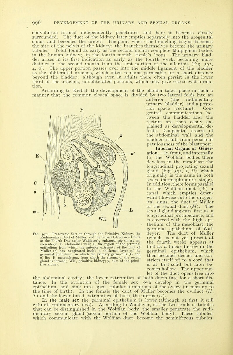 convolution formed independently penetrates, and here it becomes closely svirrounded. The duct of the kidney later empties separately into the urogenital sinus, and becomes the ureter. The point where the branching begins becomes the site of the pelvis of the kidney; the branches themselves become the urinary tubules. Toldt found as early as the second month complete Malpighian bodies in the human kidney; in the fourth month Henle's loops. The urinary blad- der arises in its first indication as early as the fourth week, becoming more distinct in the second month from the first portion of the allantois (Fig. 392, 4, a). The upper portion passes over into the middle ligament of the bladder as the obliterated urachus, which often remains permeable for a short distance beyond the bladder; although even in adults there often persist, in the lower third of the urachus, unobliterated portions, which may give rise to cyst-forma- tion. According to Keibel, the development of the bladder takes place in such a manner that the common cloacal space is divided by two lateral folds into an anterior (the rudimentary urinary bladder) and a poste- v . rior space (rectum). Con- genital communications be- tween the bladder and the rectum are thus easily ex- plained as developmental de- fects. Congenital fissure of the abdominal wall and the bladder results from persistent patulousness of the blastopore. Internal Organs of Gener- ation.—In front, and internally to, the Wolffian bodies there develops in the mesoblast the longitudinal, projecting sexual gland (Fig. 392, /, D), which originally is the same in both sexes (hermaphroditic stage). In addition, there forms parallel to the Wolffian duct (W) a canal, which empties down- ward likewise into the urogen- ital sinus, the duct of Miiller or the sexual duct (M). The sexual gland appears first as a longitudinal protuberance, and is covered with the high epi- thelium of the mesoblast, the germinal epithelium of Wal- deyer. The duct of Miiller (which is not yet present at the fourth week) appears at first as a linear furrow in the germinal epithelium, which then becomes deeper and con- stricts itself ofl: to a cord that is at first solid, but later be- comes hollow. The upper out- let of the duct opens free into the abdominal cavity; the lower extremities of both ducts fuse for a short dis- tance. In the evolution of the female sex, ova develop in the germinal epithelium, and sink into open tubular formations of the ovary (in man up to the time of birth). In the female the duct of Miiller becomes the oviduct (//, 7) and the lower fused extremities of both, the uterus (U). In the male sex the germinal epithelium is lower (although at first it still exhibits rudimentary ova). According to Waldeyer, of the two kinds of tubules that can be distinguished in the Wolffian body, the smaller penetrate the rudi- mentary sexual gland (sexual portion of the Wolffian body). These tubules, which communicate with the Wolffian duct, become the seminiferous tubules. Fig. 391.—Transverse Section through the Primitive Kidney, the Rudimentary Duct of MulJer, and the Sexual Gland in a Chick at the Fourth Day (after Waldeyer); enlarged 160 times; m, mesentery; L, abdominal wall; a', the region of the germinal epithelium from which the anterior extremity of the duct of Miiller (z) has invaginated itself; a. thickened layer of the germinal epithelium, in which the primary germ-cells (G and o) lie; E, mesenchyma, from which the stroma of the sexual gland is formed; VVK, primitive kidney; y, duct of the primi- tive kidney. /
