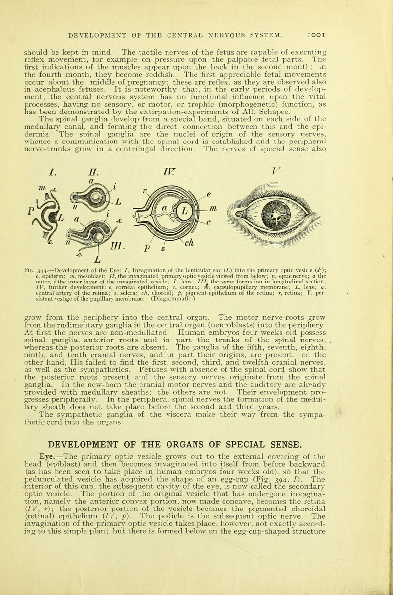 should be kept in mind. The tactile nerves of the fetus are capable of executing reflex movement, for example on pressure upon the palpable fetal parts. The first indications of the muscles appear upon the back in the second month; in the fourth month, they become reddish. The first appreciable fetal movements occur about the middle of pregnancy; these are reflex, as they are observed also in acephalous fetuses. It is noteworthy that, in the early periods of develop- ment, the central nervous system has no functional influence upon the vital processes, having no sensory, or motor, or trophic (morphogenetic) function, as has been demonstrated by the extirpation-experiments of Alf. Schapee. The spina] ganglia develop from a special band, situated on each side of the medullary canal, and forming the direct connection between this and the epi- dermis. The spinal ganglia are the nuclei of origin of the sensory nerves, whence a communication with the spinal cord is established and the peripheral nerve-trunks grow in a centrifugal direction. The nerves of special sense also /. n. /PT V Fig. 394.—Development of the Eye: /, Invagination of the lenticular sac (i) into the primary optic vesicle (P); e, epiderm; mesoblast; //, the invaginated primary optic vesicle Wewed from below, », optic nerve; a the outer, i the inner layer of the invaginated vesicle; L, lens; III^ the same formation in longitudinal section; IV, further development: e, corneal epithelium; c, cornea; m, capsulopupillary membrane; i, lens; a, central artery of the retina; j, sclera; ch, choroid; p, pigment-epitheUum of the retina; r, retina; V, per- sistent vestige of the pupillary membrane. (Diagrammatic.) grow from the periphery into the central organ. The motor nerve-roots grow from the rudimentary ganglia in the central organ (neuroblasts) into the periphery. At first the nerves are non-medullated. Human embryos four weeks old possess spinal ganglia, anterior roots and in part the trunks of the spinal nerves, whereas the posterior roots are absent. The ganglia of the fifth, seventh, eighth, ninth, and tenth cranial nerves, and in part their origins, are present; on the other hand. His failed to find the first, second, third, and twelfth cranial nerves, as well as the sympathetics. Fetuses with absence of the spinal cord show that the posterior roots present and the sensory nerves originate from the spinal ganglia. In the new-bom the cranial motor nerves and the auditory are already provided with medullary sheaths; the others are not. Their envelopment pro- gresses peripherally. In the peripheral spinal nerves the formation of the medul- lary sheath does not take place before the second and third years. The sympathetic ganglia of the viscera make their way from the sympa- thetic cord into the organs. DEVELOPMENT OF THE ORGANS OF SPECIAL SENSE. Eye.—The primary optic vesicle grows out to the external covering of the head (epiblast) and then becomes invaginated into itself from before backward (as has been seen to take place in human embryos four weeks old), so that the pedunculated vesicle has acquired the shape of an egg-cup (Fig. 394, /). The interior of this cup, the subsequent cavity of the eye, is now called the secondary optic vesicle. The portion of the original vesicle that has undergone invagina- tion, namely the anterior convex portion, now made concave, becomes the retina {IV, r); the posterior portion of the vesicle becomes the pigmented choroidal (retinal) epithelium {IV, p). The pedicle is the subsequent optic nerve. The invagination of the primary optic vesicle takes place, however, not exactly accord- ing to this simple plan; but there is formed below on the egg-cup-shaped structure