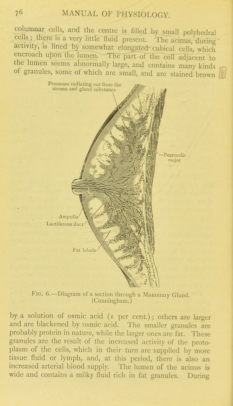 columnar cells, and the centre is filled by small jjolyhedrul cells; there is a very little fluid present. The acinus, during activity, IS lined by somewhat elongated-cubical cells, which encroach upon the lumen. The part of the cell adjacent to the lumen seems abnormally large, and contains many kinds of granules, some of which are small, and are stained brown Fig. 6.—Diagram of a section through a Mammary Gland. (Cunningham.) by a solution of osmic acid (i per cent.); others are larger and are blackened by osmic acid. The smaller granules are probably protein in nature, while the larger ones are fat. These granules are the result of the increased activity of the proto- plasm of the cells, which in their turn are supplied by more tissue fluid or lymph, and, at this period, there is also an increased arterial blood supply. The lumen of the acinus is wide and contains a milky fluid rich in fat granules. During
