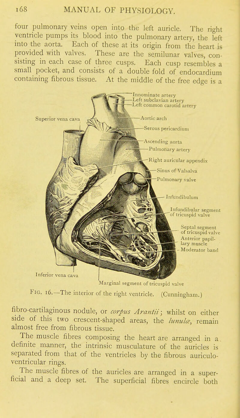 four pulmonary veins open into the left auricle. The right ventricle pumps its blood into the pulmonary artery, the left into the aorta. Each of these at its origin from the heart is provided with valves. These are the semilunar valves, con- sisting in each case of three cusps. Each cusp resembles a small pocket, and consists of a double fold of endocardium containing fibrous tissue. At the middle of the free edge is a Marginal segment of tricuspid valve Fig. 16.—The interior of the righl ventricle. (Cunningham.) fibro-cartilaginous nodule, or corpus Arantii; whilst on either side of this two crescent-shaped areas, the limuhr, remain almost free from fibrous tissue. The muscle fibres composing the heart are arranged in a definite manner, the intrinsic musculature of the auricles is separated from that of the ventricles by the fibrous auriculo- ventricular rings. The muscle fibres of the auricles are arranged in a super- ficial and a deep set. The superficial fibres encircle both