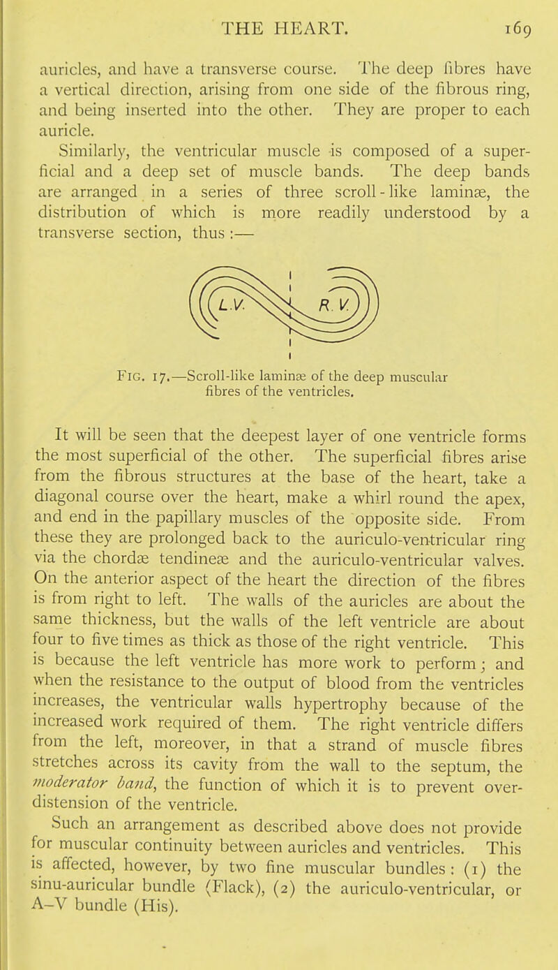 auricles, and have a transverse course. The deep fibres have a vertical direction, arising from one side of the fibrous ring, and being inserted into the other. They are proper to each auricle. Similarly, the ventricular muscle -is composed of a super- ficial and a deep set of muscle bands. The deep bands are arranged in a series of three scroll - like laminae, the distribution of which is more readily understood by a transverse section, thus :— It will be seen that the deepest layer of one ventricle forms the most superficial of the other. The superficial fibres arise from the fibrous structures at the base of the heart, take a diagonal course over the heart, make a whirl round the apex, and end in the papillary muscles of the opposite side. From these they are prolonged back to the auriculo-ventricular ring via the chordae tendinese and the auriculo-ventricular valves. On the anterior aspect of the heart the direction of the fibres is from right to left. The walls of the auricles are about the same thickness, but the walls of the left ventricle are about four to five times as thick as those of the right ventricle. This is because the left ventricle has more work to perform; and when the resistance to the output of blood from the ventricles increases, the ventricular walls hypertrophy because of the increased work required of them. The right ventricle differs from the left, moreover, in that a strand of muscle fibres stretches across its cavity from the wall to the septum, the moderator band, the function of which it is to prevent over- distension of the ventricle. Such an arrangement as described above does not provide for muscular continuity between auricles and ventricles. This IS affected, however, by two fine muscular bundles: (i) the sinu-auricular bundle (Flack), (2) the auriculo-ventricular, or A-V bundle (His). Fig. 17.—Scroll-like laminge of the deep muscular fibres of the ventricles.