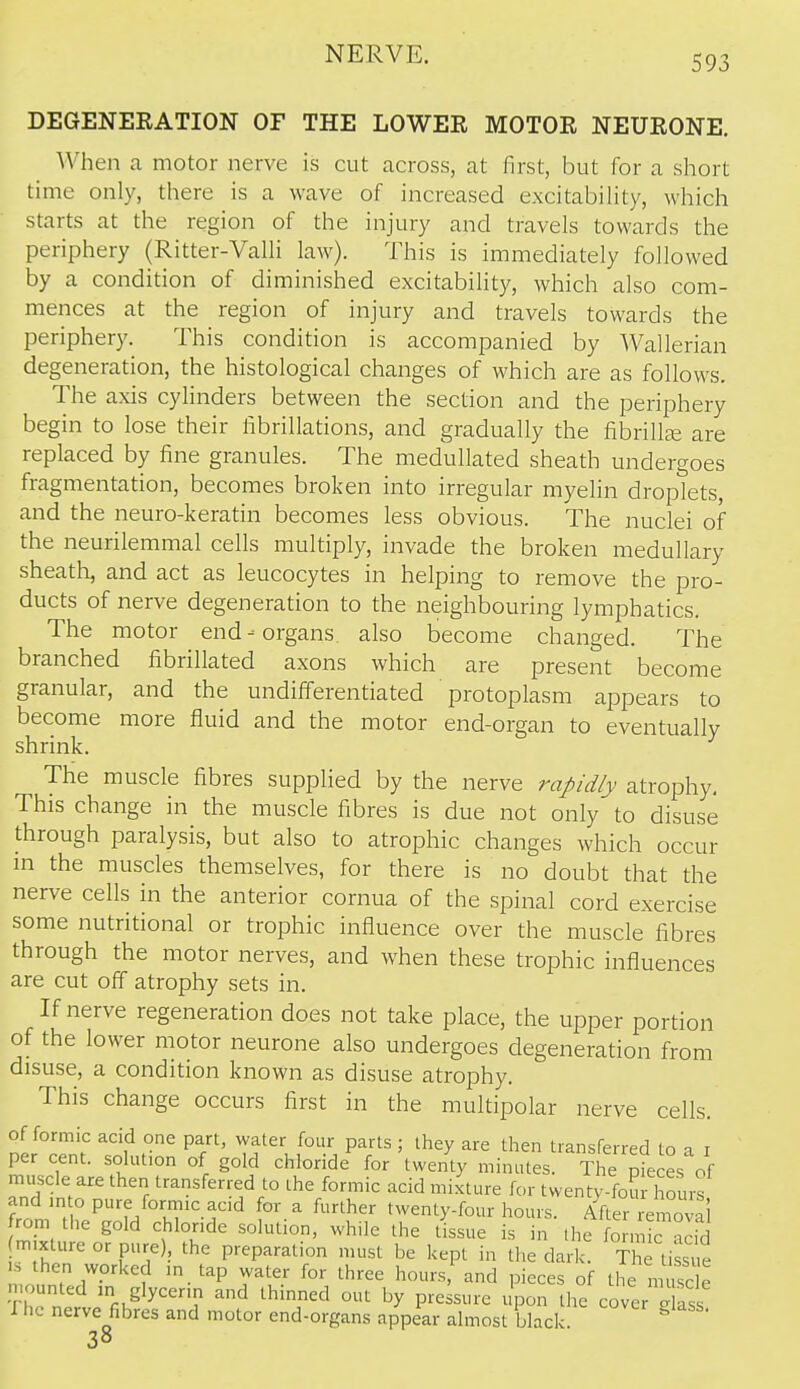 DEGENEEATION OF THE LOWEE MOTOE NEUEONE. When a motor nerve is cut across, at first, but for a short time only, there is a wave of increased excitabihty, which starts at the region of the injury and travels towards the periphery (Ritter-VaUi law). This is immediately followed by a condition of diminished excitability, which also com- mences at the region of injury and travels towards the periphery. This condition is accompanied by Wallerian degeneration, the histological changes of which are as follows. The axis cylinders between the section and the periphery begin to lose their fibrillations, and gradually the fibrillge are replaced by fine granules. The medullated sheath undergoes fragmentation, becomes broken into irregular myelin droplets, and the neuro-keratin becomes less obvious. The nuclei of the neurilemmal cells multiply, invade the broken medullary sheath, and act as leucocytes in helping to remove the pro- ducts of nerve degeneration to the neighbouring lymphatics. The motor end-organs also become changed. The branched fibrillated axons which are present become granular, and the undifferentiated protoplasm appears to become more fluid and the motor end-organ to eventually shrink. The muscle fibres supplied by the nerve rapidly atrophy. This change in the muscle fibres is due not only to disuse through paralysis, but also to atrophic changes which occur in the muscles themselves, for there is no doubt that the nerve cells in the anterior cornua of the spinal cord exercise some nutritional or trophic influence over the muscle fibres through the motor nerves, and when these trophic influences are cut off atrophy sets in. If nerve regeneration does not take place, the upper portion of the lower motor neurone also undergoes degeneration from disuse, a condition known as disuse atrophy. This change occurs first in the multipolar nerve cells. of formic acid one part, water four parts ; they are then transferred to a i per cent. soU.Uon of gold chloride for twenty minutes. The pieces of muscle are then transferred to the formic acid mixture for twenty-foSr liours and mto pure formic acid for a further twenty-four hours After remov.i rom the gold chloride solution, while the tLsue is in the o m add m xture or pure), the preparation must be kept in the dark. The lissie IS then worked in tap water for three hours, and pieces of the muse mounted an glycerin and thinned out by pressure upon tlie cover glass The nerve fibres and motor end-organs appear almost black. ^ 38 e