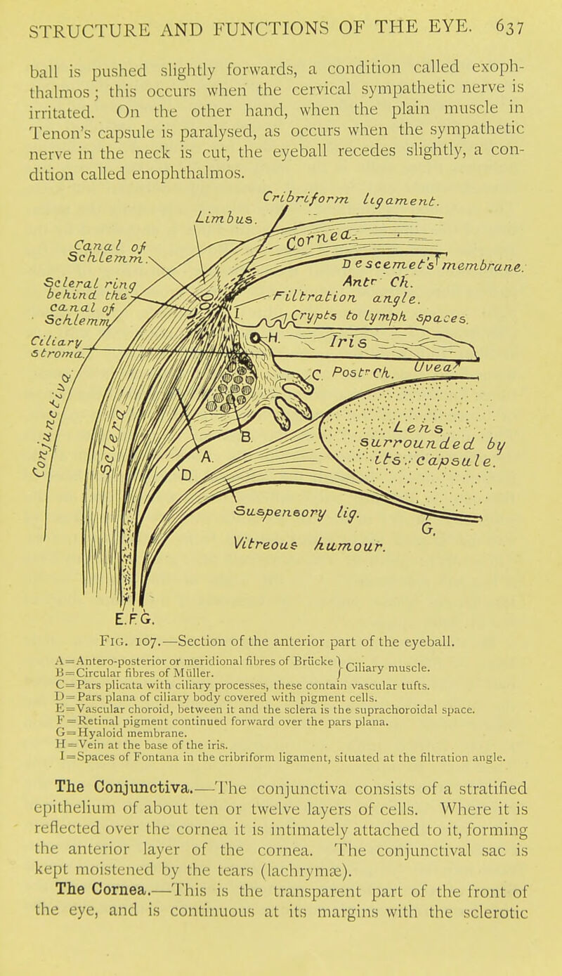 ball is pushed slightly forwards, a condition called exoph- thalmos ; this occurs when the cervical sympathetic nerve is irritated. On the other hand, when the plain muscle in Tenon's capsule is paralysed, as occurs when the sympathetic nerve in the neck is cut, the eyeball recedes slightly, a con- dition called enophthalmos. Cribriform hffament. Limbus. ^ Canal of SchLemm. Scleral rino behind the. canal of • Sch.lem Ciliary <5 troma. B e scemeta^ membrane: Antr 'Cfi. Filtration angle. <:^Crypt^ to Lymph spaces. 0-y' siirrounded by Fig. 107.—Section of the anterior part of the eyeball. A=Antero-posterior or meridional fibres of Briicke 1 , B = Circular fibres of MuUer. | C'l'^'-y muscle. C=Pars plicata with ciliary processes, these contain vascular tufts. D=Pars plana of ciliary body covered with pigment cells. E=VascuIar choroid, between it and the sclera is the suprachoroidal space. F = Retinal pigment continued forward over the pars plana. G=Hyaloid membrane. H=Vein at the base of the iris. I = Spaces of Fontana in the cribriform ligament, situated at the filtration angle. The Conjunctiva.—The conjunctiva consists of a stratified epithelium of about ten or twelve layers of cells. Where it is reflected over the cornea it is intimately attached to it, forming the anterior layer of the cornea. The conjunctival sac is kept moistened by the tears (lachrymse). The Cornea.—This is the transparent part of the front of the eye, and is continuous at its margins with the sclerotic