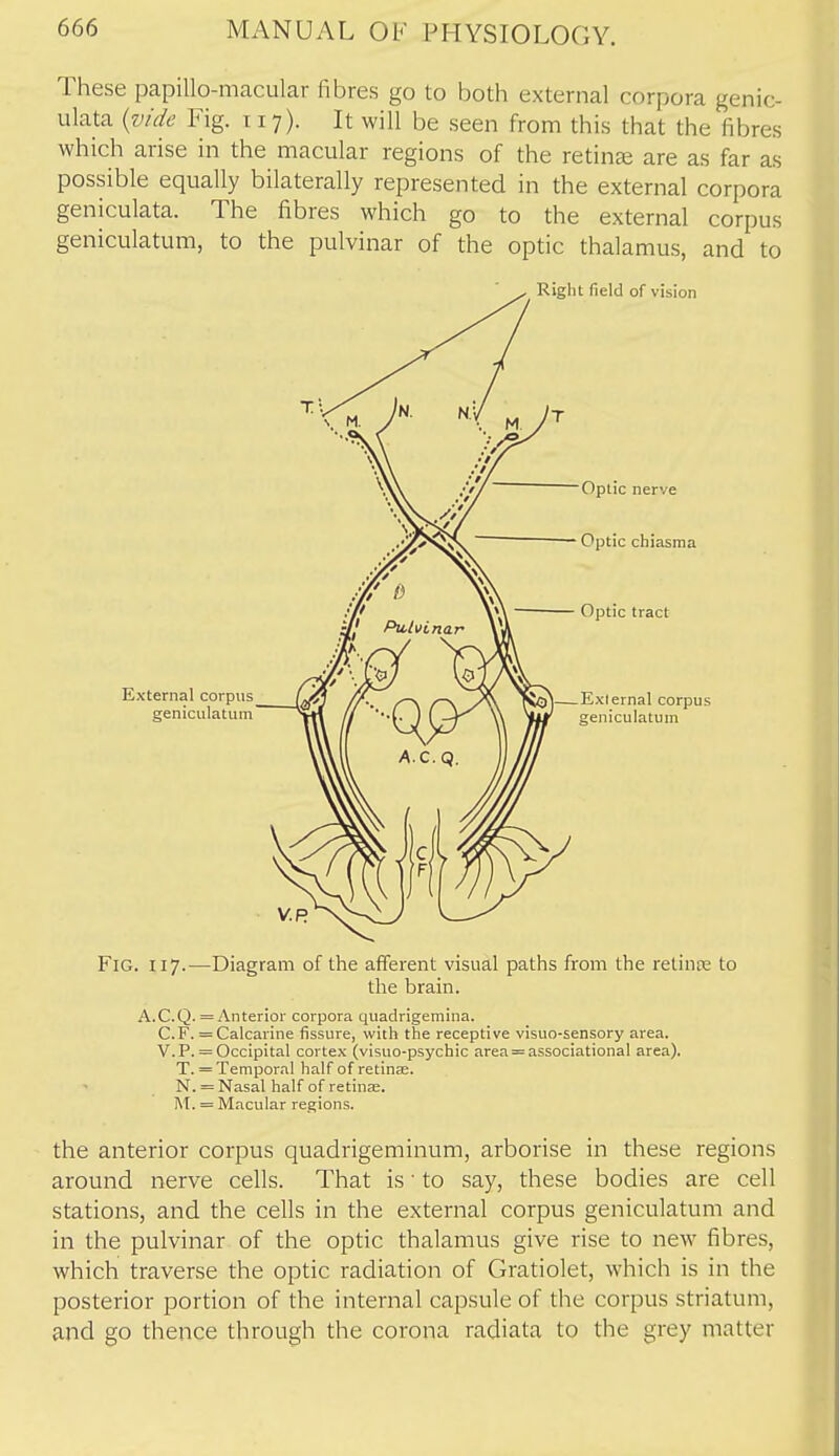 These papillo-macular fibres go to both external corpora genic- ulata {vide Fig. 117). It will be seen from this that the fibres which arise in the macular regions of the retinae are as far as possible equally bilaterally represented in the external corpora geniculata. The fibres which go to the external corpus geniculatum, to the pulvinar of the optic thalamus, and to Right field of vision External corpus geniculatum Optic nerve Optic chiasma Optic tract I—External corpus geniculatum Fig. 117.—Diagram of the afferent visual paths from the retinre to the brain. A.C.Q. = Anterior corpora quadrigemina. C.F. = Calcarine fissure, with the receptive visuo-sensory area. V. P. = Occipital cortex (visuo-psychic area=associational area). T. = Temporal half of retinas. N. = Nasal half of retinje. l\t. = Macular regions. the anterior corpus quadrigeminum, arborise in these regions around nerve cells. That is • to say, these bodies are cell stations, and the cells in the external corpus geniculatum and in the pulvinar of the optic thalamus give rise to new fibres, which traverse the optic radiation of Gratiolet, which is in the posterior portion of the internal capsule of the corpus striatum, and go thence through the corona radiata to the grey matter