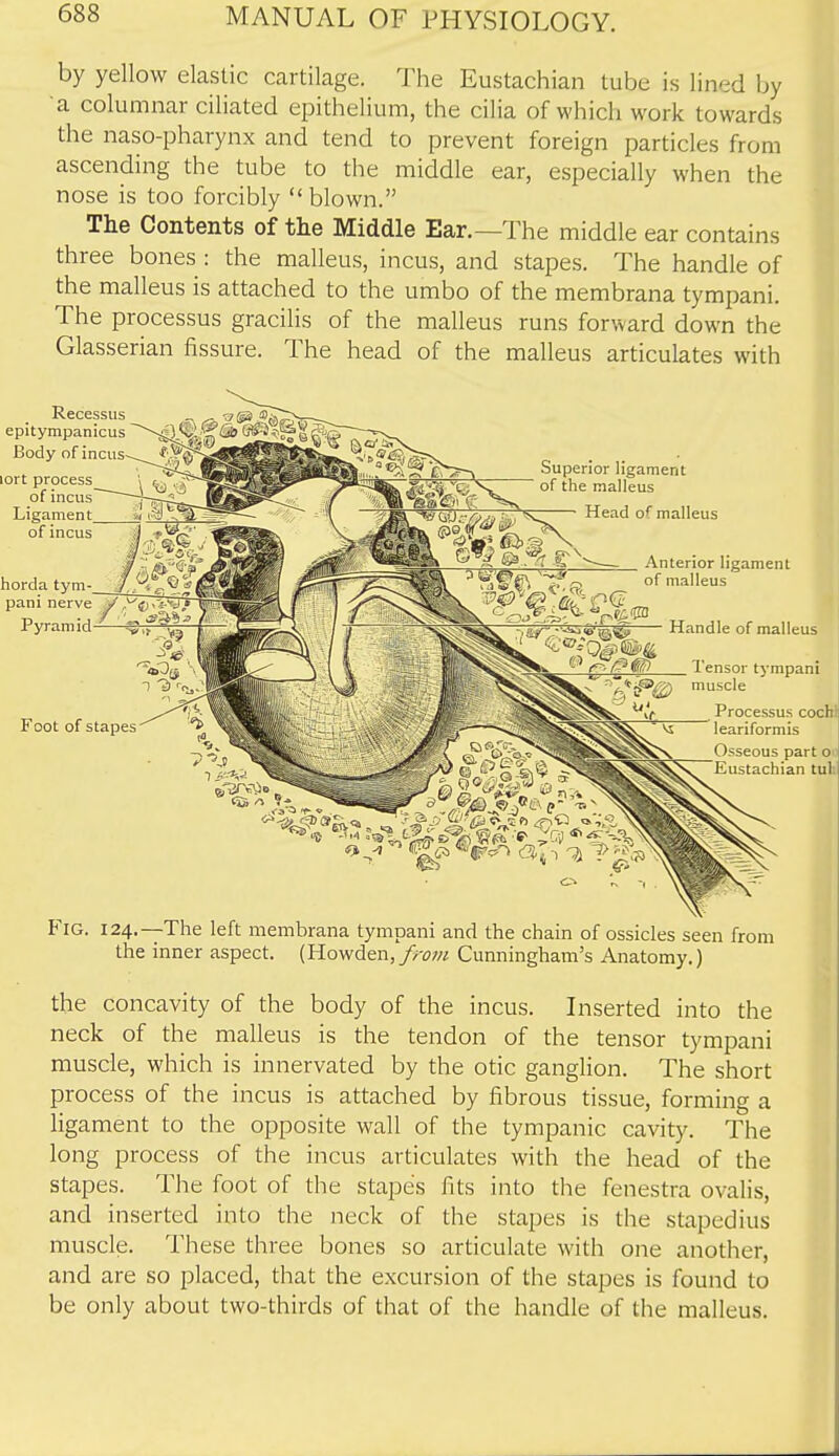 by yellow elastic cartilage. The Eustachian tube is lined by a columnar ciliated epithelium, the cilia of which work towards the naso-pharynx and tend to prevent foreign particles from ascending the tube to the middle ear, especially when the nose is too forcibly blown. The Contents of the Middle Ear.—The middle ear contains three bones : the malleus, incus, and stapes. The handle of the malleus is attached to the umbo of the membrana tympani. The processus gracilis of the malleus runs forward down the Glasserian fissure. The head of the malleus articulates with Fig. 124.—The left membrana tympani and the chain of ossicles seen from the inner aspect. (Howden,//w« Cunningham's Anatomy.) the concavity of the body of the incus. Inserted into the neck of the malleus is the tendon of the tensor tympani muscle, which is innervated by the otic ganglion. The short process of the incus is attached by fibrous tissue, forming a ligament to the opposite wall of the tympanic cavity. The long process of the incus articulates with the head of the stapes. The foot of the stapes fits into the fenestra ovalis, and inserted into the neck of the stapes is the stapedius muscle. These three bones so articulate with one another, and are so placed, that the excursion of the stapes is found to be only about two-thirds of that of the handle of the malleus.