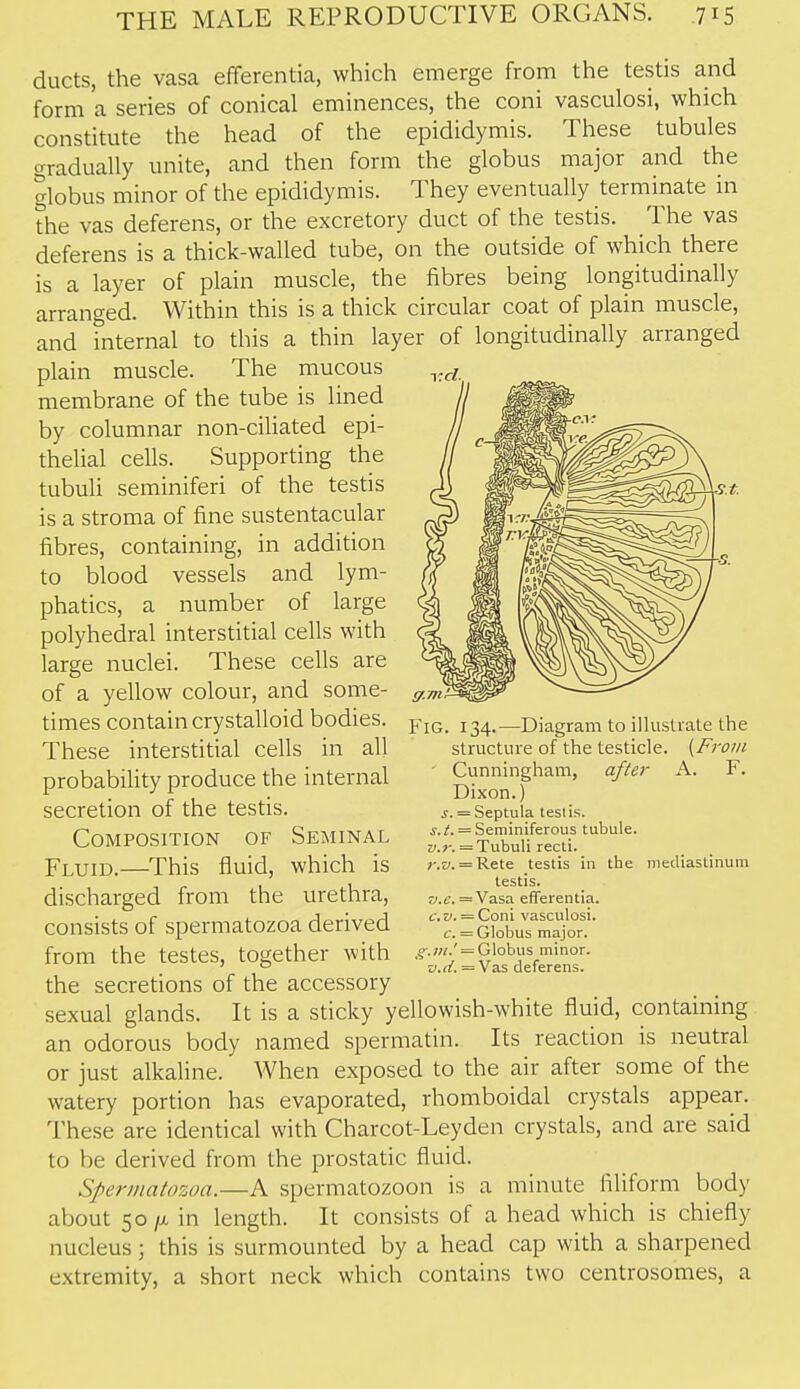 ducts, the vasa efferentia, which emerge from the testis and form a series of conical eminences, the coni vasculosi, which constitute the head of the epididymis. These tubules gradually unite, and then form the globus major and the globus minor of the epididymis. They eventually terminate in the vas deferens, or the excretory duct of the testis. The vas deferens is a thick-walled tube, on the outside of which there is a layer of plain muscle, the fibres being longitudinally arranged. Within this is a thick circular coat of plain muscle, and internal to this a thin layer of longitudinally arranged plain muscle. The mucous membrane of the tube is lined by columnar non-ciliated epi- thelial cells. Supporting the tubuli seminiferi of the testis is a stroma of fine sustentacular fibres, containing, in addition to blood vessels and lym- phatics, a number of large polyhedral interstitial cells with large nuclei. These cells are of a yellow colour, and some- times contain crystalloid bodies. These interstitial cells in all probability produce the internal secretion of the testis. Composition of Seminal Fluid.—This fluid, which is discharged from the urethra, consists of spermatozoa derived from the testes, together with the secretions of the accessory sexual glands. It is a sticky yellowish-white fluid, containing an odorous body named spermatin. Its reaction is neutral or just alkaline. When exposed to the air after some of the watery portion has evaporated, rhomboidal crystals appear. These are identical with Charcot-Leyden crystals, and are said to be derived from the prostatic fluid. Spermatozoa.—A spermatozoon is a minute filiform body about 50 /X in length. It consists of a head which is chiefly nucleus; this is surmounted by a head cap with a sharpened extremity, a short neck which contains two centrosomes, a Fig. 134.—Diagram to illustrate the structure of the testicle. {From Cunningham, after A. F. Dixon.) J. = Septula testis. ^.A = Seminiferous tubule. <7.r. = Tubuli recti. ?-.!y. = Rete testis in the mediastinum testis, r^.;;. = Vasa efferentia. c.v. — Coni vasculosi. c. — Globus major. ,^.;«.' = Globus minor. v.d. = Vas deferens.