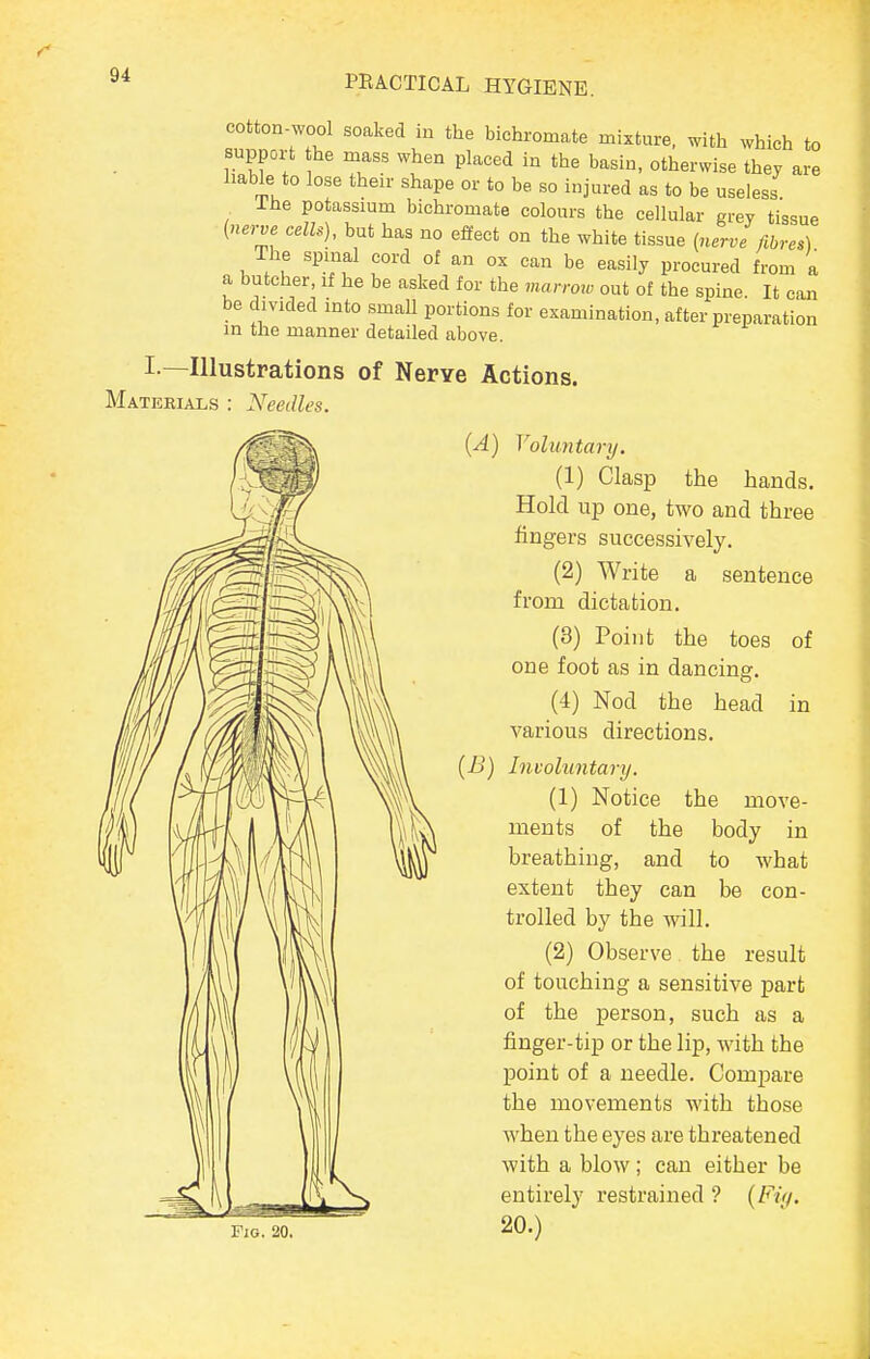 cotton-wool soaked in the bichromate mixture, with which to support the mass when placed in the basin, otherwise they are liable to lose their shape or to be so injured as to be useless The potassium bichromate colours the cellular grey tissue [nerve cells), but has no effect on the white tissue [nerve fibres) The spinal cord of an ox can be easily procured from a a butcher, if he be asked for the marroiv out of the spine It can be divided into smaU portions for examination, after preparation in the manner detailed above. I.—Illustrations of Nerve Actions. Matebials : Needles. (A) Voluntary. (1) Clasp the hands. Hold up one, two and three fingers successively. (2) Write a sentence from dictation. (8) Point the toes of one foot as in dancing, (4) Nod the head in various directions. (B) Involuntary. (1) Notice the move- ments of the body in breathing, and to what extent they can be con- trolled by the will, (2) Observe the result of touching a sensitive part of the person, such as a finger-tip or the lip, with the point of a needle. Compare the movements with those when the eyes are threatened with a blow; can either be entirely restrained ? {Fiy. Pig. 20. 20.)