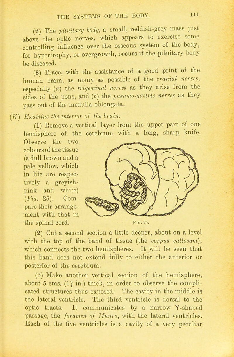 (2) The pituitary body, a small, reddish-grey mass just above the optic nerves, which appears to exercise some controlling influence over the osseous system of the body, for hypertrophy, or overgrowth, occurs if the pituitary body be diseased. (3) Trace, with the assistance of a good print of the human brain, as many as possible of the cranial nerves, especially («) the trigeminal nerves as they arise from the sides of the pons, and {b) the pneumo-gastric nerves as they pass out of the medulla oblongata. (it) Examine the interior of the brain. (1) Remove a vertical layer from the upper part of one hemisphere of the cerebrum with a long, sharp knife. Observe the two colours of the tissue (a dull brown and a pale yellow, which in life are respec- tively a greyish- pink and white) {Fig. 25). Com- pare their arrange- ment with that in the spinal cord. fig. 25. (2) Cut a second section a little deeper, about on a level with the top of the band of tissue (the corpus callosum), which connects the two hemispheres. It will be seen that this band does not extend fully to either the anterior or posterior of the cerebrum. (3) Make another vertical section of the hemisphere, about 5 cms. (If-in.) thick, in order to observe the compli- cated structures thus exposed. The cavity in the middle is the lateral ventricle. The third ventricle is dorsal to the optic tracts. It communicates by a narrow Y-shaped passage, the foramen of Munro, with the lateral ventricles. Each of the five ventricles is a cavity of a very peculiar