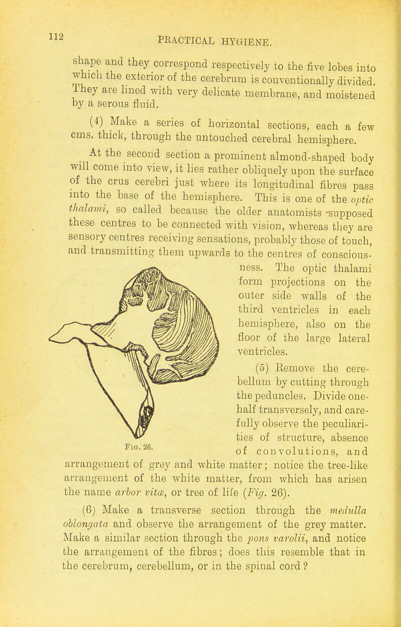 shape and they correspond respectively to the five lobes into which the exterior of the cerebrum is conventionally divided. They are hned with very delicate membrane, and moistened by a serous fluid. (4) Make a series of horizontal sections, each a few cms. thick, through the untouched cerebral hemisphere. At the second section a prominent almond-shaped body will come into view, it lies rather obliquely upon the surface of the crus cerebri just where its longitudinal fibres pass into the base of the hemisphere. This is one of the optic thalami, so called because the older anatomists -supposed these centres to be connected with vision, whereas they are sensory centres receiving sensations, probably those of touch, and transmitting them upwards to the centres of conscious- ness. The optic thalami form projections on the outer side walls of the third ventricles in each hemisphere, also on the floor of the large lateral ventricles. (5) Remove the cere- bellum by cutting through the peduncles. Divide one- half transversely, and care- fully observe the peculiari- ties of structure, absence of convolutions, and arrangement of grey and white matter; notice the tree-like arrangement of the white matter, from which has arisen the name arbor vitw, or tree of life {Fig. 26). (6) Make a transverse section through the medulla oblongata and observe the arrangement of the grey matter. Make a similar section through the i^ons varolii, and notice the arrangement of the fibres; does this resemble that in the cerebrum, cerebellum, or in the spinal cord ?
