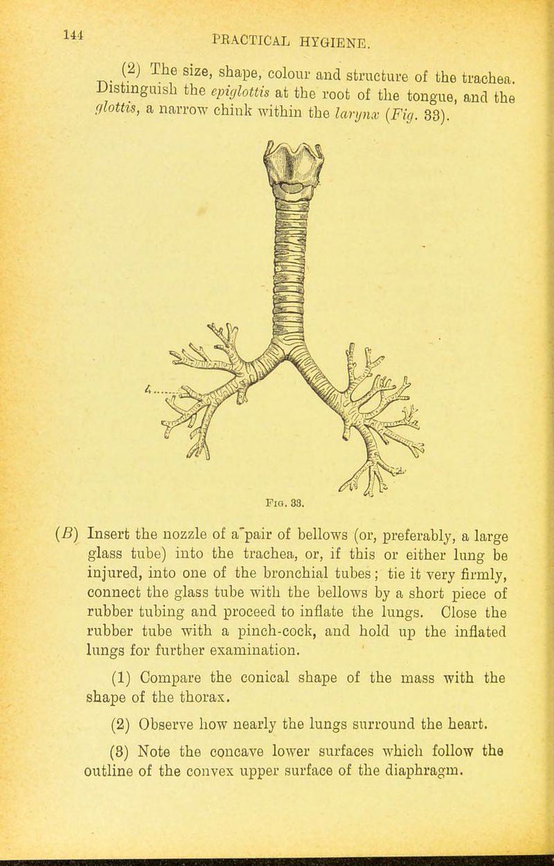 141 (2j The Size, shape, colour and structure of the trachea I^istmguish the epicjlottis at the root of the tongue, and tht cilottis, a narrow chink within the larynx {Fig. 33). Pig. 33. {B) Insert the nozzle of a'pair of bellows (or, preferably, a large glass tube) into the trachea, or, if this or either lung be injured, into one of the bronchial tubes; tie it very firmly, connect the glass tube with the bellows by a short piece of rubber tubing and proceed to inflate the lungs. Close the rubber tube with a pinch-cock, and hold up the inflated lungs for further examination. (1) Compare the conical shape of the mass with the shape of the thorax. (2) Observe how nearly the lungs surround the heart. (8) Note the concave lower surfaces which follow the outline of the convex upper surface of the diaphragm.