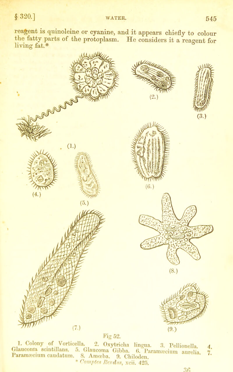 reagent is quinoleine or cyanine, and it appears chiefly to colour the fatty parts of the protoplasm. He considers it a reagent for living fat.* Ki- .52. 1. Colony of Vorticella 2. Oxytricl.a lingua. .S. Pcllionclla. 4 Gkuconfa scintillaus. .5. Glaucoma (Jibba. (1. I'arama-ciuin anrolia ?' Parama?cium caudatum. 8. Amo'ba. !). Chilodcn. '  ^ Cnmplm l}fr.(hi.i, xcii. AlVi. 3fi