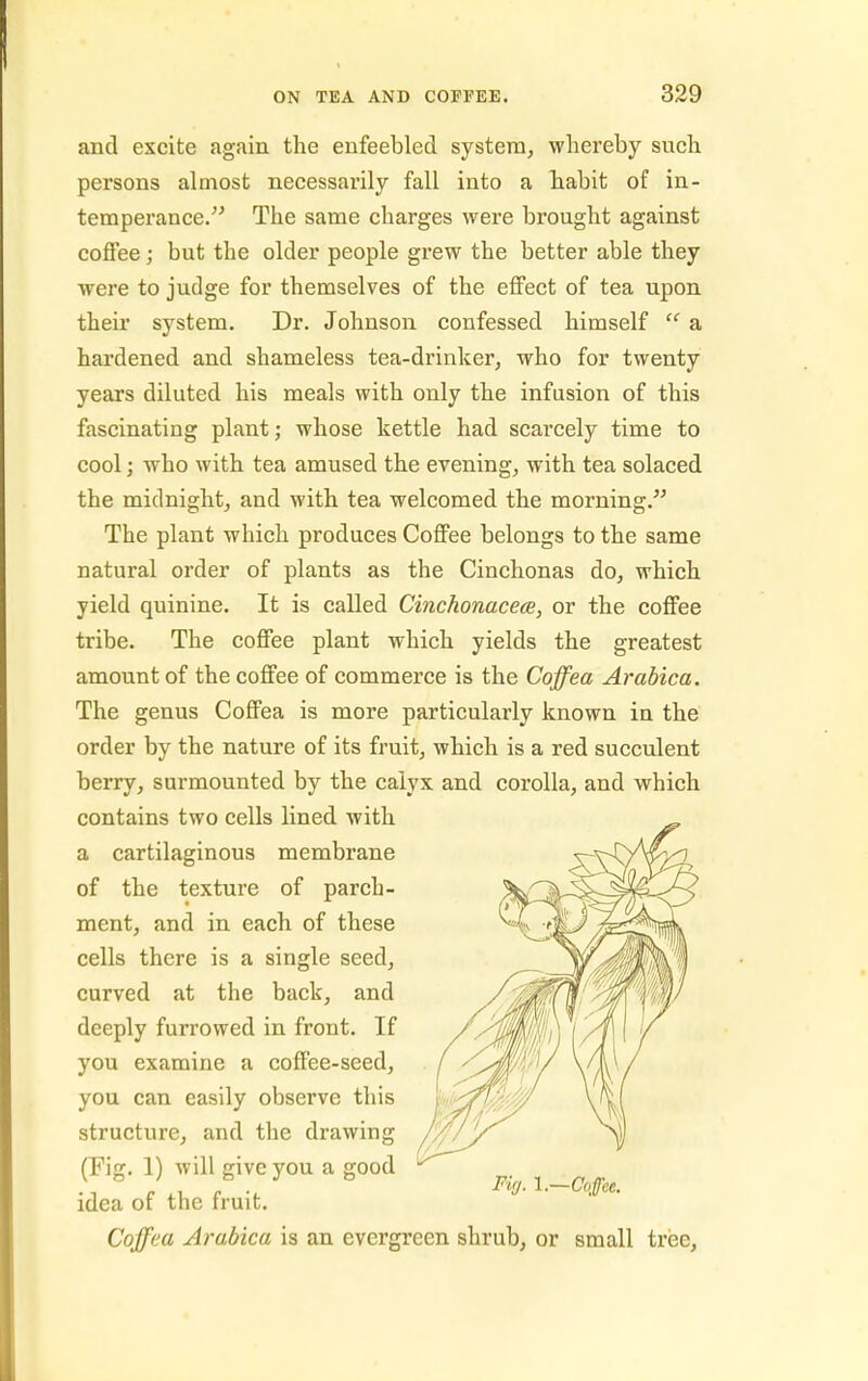 and excite again the enfeebled system, whereby such persons almost necessarily fall into a habit of in- temperance. The same charges were brought against coffee; but the older people grew the better able they were to judge for themselves of the effect of tea upon their system. Dr. Johnson confessed himself  a hardened and shameless tea-drinker, who for twenty years diluted his meals with only the infusion of this fascinating plant; whose kettle had scarcely time to cool; who with tea amused the evening, with tea solaced the midnight, and with tea welcomed the morning. The plant which produces Coffee belongs to the same natural order of plants as the Cinchonas do, which yield quinine. It is called Cinchonacece, or the coffee tribe. The coffee plant which yields the greatest amount of the coffee of commerce is the Coffea Arabica. The genus Coffea is more particularly known in the order by the nature of its fruit, which is a red succulent berry, surmounted by the calyx and corolla, and which contains two cells lined with a cartilaginous membrane of the texture of parch- ment, and in each of these cells there is a single seed, curved at the back, and deeply furrowed in front. If you examine a coffee-seed, you can easily observe this structure, and the drawing (Fig. 1) will give you a good idea of the fruit. Ficj. I.—Coffee. Coffea Arabica is an evergreen shrub, or small tree,