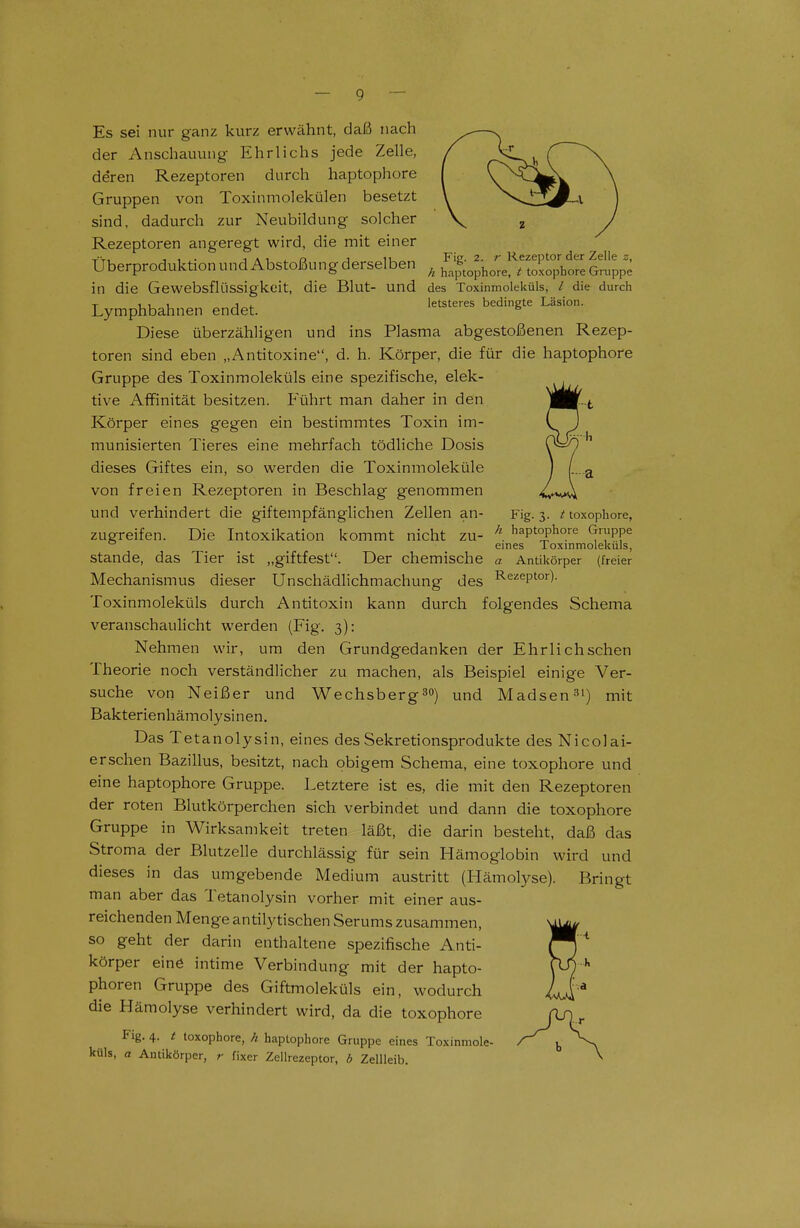 Es sei nur ganz kurz erwähnt, daß nach der Anschauung Ehrlichs jede Zelle, deren Rezeptoren durch haptophore Gruppen von Toxinniolekülen besetzt sind, dadurch zur Neubildung solcher Rezeptoren angeregt wird, die mit einer Oberproduktion und Abstoßung derselben ^ ^^.^f;^:.;'^^ Itp^ in die Gewebsflüssigkeit, die Blut- und des Toxinmoleküls, / die durch T u j j- letsteres bedingte Läsion. Lymphbahnen endet. ^ Diese überzähligen und ins Plasma abgestoßenen Rezep- toren sind eben „Antitoxine, d. h. Körper, die für die haptophore Gruppe des Toxinmoleküls eine spezifische, elek- tive Affinität besitzen. Führt man daher in den ß/m t Körper eines gegen ein bestimmtes Toxin im- C J munisierten Tieres eine mehrfach tödliche Dosis \/ ^ dieses Giftes ein, so werden die Toxinmoleküle ) /...j^ von freien Rezeptoren in Beschlag genommen -w^A und verhindert die giftempfänglichen Zellen an- Fig. 3. toxophore, zugreifen. Die Intoxikation kommt nicht zu- ^\ haptophore Grtippe ° eines Toxinmoleküls, Stande, das Tier ist „giftfest. Der chemische a Antikörper (freier Mechanismus dieser Unschädlichmachung des l^ezeptor). Toxinmoleküls durch Antitoxin kann durch folgendes Schema veranschaulicht werden (Fig. 3): Nehmen wir, um den Grundgedanken der Ehrlich sehen Theorie noch verständlicher zu machen, als Beispiel einige Ver- suche von Neißer und Wechsberg^o) und Madsen-^') mit Bakterienhämolysinen. Das Tetanolysin, eines des Sekretionsprodukte des Nicolai- erschen Bazillus, besitzt, nach obigem Schema, eine toxophore und eine haptophore Gruppe. Letztere ist es, die mit den Rezeptoren der roten Blutkörperchen sich verbindet und dann die toxophore Gruppe in Wirksamkeit treten läßt, die darin besteht, daß das Stroma der Blutzelle durchlässig für sein Hämoglobin wird und dieses in das umgebende Medium austritt (Hämol)rse). Bringt man aber das Tetanolysin vorher mit einer aus- reichenden Menge antilytischen Serums zusammen, so geht der darin enthaltene spezifische Anti- körper eine intime Verbindung mit der hapto- phoren Gruppe des Giftmoleküls ein, wodurch die Hämolyse verhindert wird, da die toxophore Fig. 4. / toxophore, h haptophore Gruppe eines Toxinmole- küls, a Amikörper, r fixer Zellrezeptor, d Zellleib.