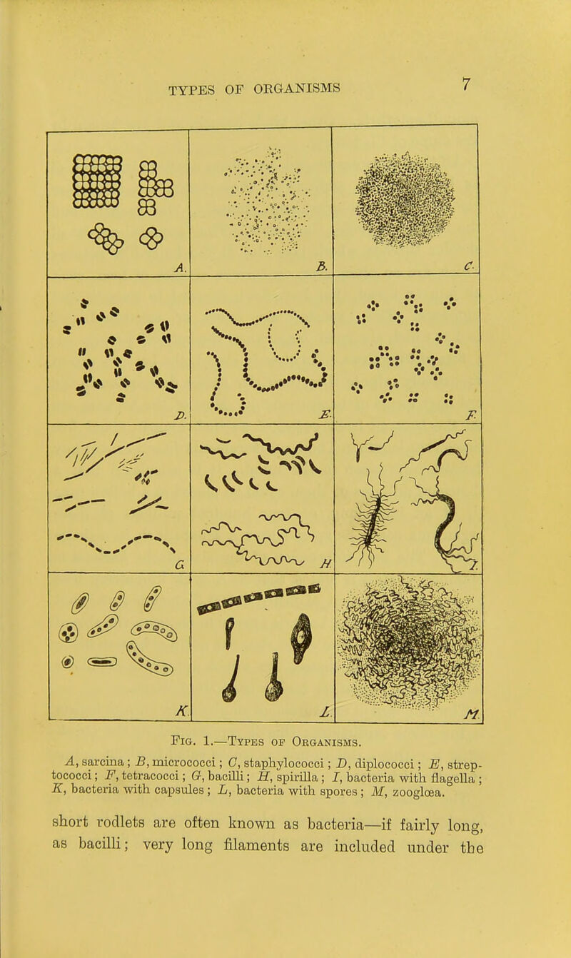 TYPES OF ORGANISMS e s M II • ■: •I '. •. *>• ■• ■ '•'v.;:y*°:v.'-- •. 6' - ^. ) V....'- < ••••• •• •• .V ^.... / — ^f>* Fig. 1.—Types of Organisms. A, sarcina; B, micrococci; C, staphylococci; D, diplococci; E, strep- tococci ; F, tetracocci; G, bacilli; H, spirilla; I, bacteria with flagella ; K, bacteria with capsules; L, bacteria with spores ; If, zoogloea. short rodlets are often known as bacteria—if fairly long, as bacilli; very long filaments are included under the