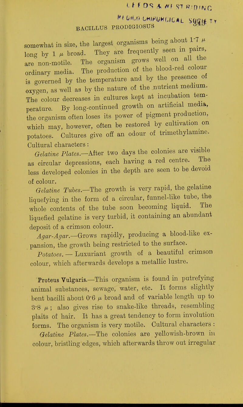 BA.CILLUS PKODIGIOSUS somewhat in size, the largest organisms being about I'l M long by 1 ^ broad. They are frequently seen m pairs, are non-motile. The organism grows well on all tne ordinary media. The production of the blood-red colour is governed by the temperature and by the presence of oxygen, as well as by the nature of the .nutrient medium. The colour decreases in cultures kept at incubation tem- perature. By long-contmued growth on artificial media, the organism often loses its power of pigment production, which may, however, often be restored by cultivation on potatoes. Cultures give off an odour of trimethylamme. Cultural characters: Gelatine Plates.—Atier two days the colonies are visible as circular depressions, each having a red centre. The less developed colonies in the depth are seen to be devoid of colour. Gelatine Tubes.—Ihe growth is very rapid, the gelatme Hquefymg in the form of a circular, funnel-like tube, the whole contents of the tube soon becomuig liquid. The liquefied gelatine is very turbid, it containhag an abundant deposit of a crimson colour. ^^ar-^^ar.—Grows rapidly, producing a blood-like ex- pansion, the growth being restricted to the surface. Poiaioes. — Luxuriant growth of a beautiful crimson colour, which afterwards develops a metallic lustre. Proteus Vulgaris.—This organism is found in putrefying animal substances, sewage, water, etc. It forms slightly bent bacilli about 0'6 fi broad and of variable length up to 3-8 /i; also gives rise to snake-like threads, resembling plaits of hair. It has a great tendency to form involution forms. The organism is very motile. Cultural characters : Gelatine Plates.—The colonies are yellowish-brown in colour, bristling edges, which afterwards throw out irregular
