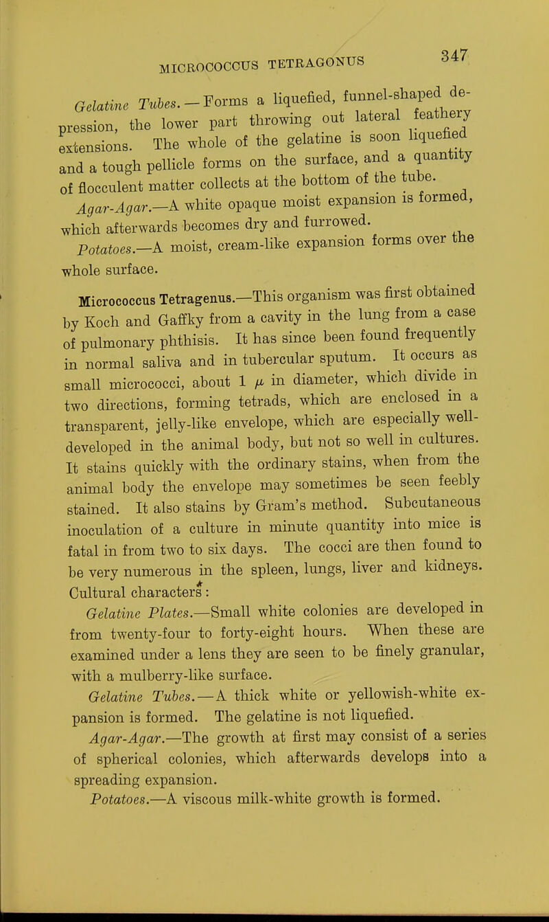 Gelc^^e Tuhes.-Forms a liquefied, ^--^'f ^^J^^^^ pression, the lower part throwing out lateral feathery extensions. The whole of the gelatine is soon liquefied and a tough pellicle forms on the surface, and a quantity of flocculent matter collects at the bottom of the tube. Agar.Agar.-A white opaque moist expansion is formed, which afterwards becomes dry and furrowed. Potatoes.-A moist, cream-like expansion forme over the whole surface. Micrococcus Tetragenus.-This organism was first obtained by Koch and Gaffky from a cavity in the lung from a case of pulmonary phthisis. It has since been found frequently in normal saliva and in tubercular sputum. It occurs as small micrococci, about 1 in diameter, which divide m two dhections, forming tetrads, which are enclosed m a transparent, jelly-like envelope, which are especially well- developed in the animal body, but not so well in cultures. It stams quickly with the ordinary stains, when from the animal body the envelope may sometimes be seen feebly stained. It also stains by Gram's method. Subcutaneous inoculation of a culture in minute quantity mto mice is fatal in from two to six days. The cocci are then found to be very numerous in the spleen, lungs, liver and kidneys. Cultural characters: Gelatine Pktes.—Small white colonies are developed in from twenty-four to forty-eight hours. When these are examined under a lens they are seen to be finely granular, with a mulberry-like surface. Gelatine Tubes.—A thick white or yellowish-white ex- pansion is formed. The gelatine is not liquefied. Agar-Agar—The growth at first may consist of a series of spherical colonies, which afterwards develops into a spreading expansion. Potatoes.—A viscous milk-white growth is formed.