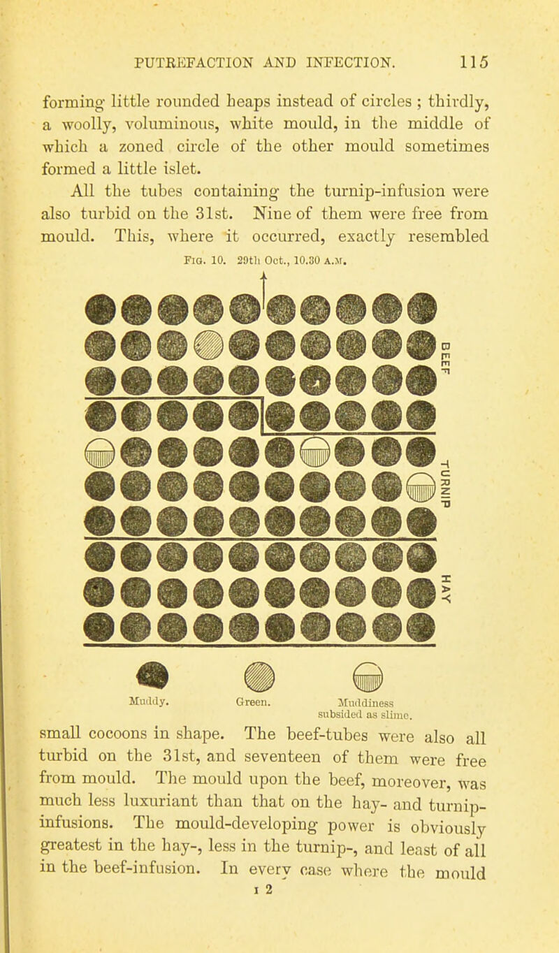 forming little rounded heaps instead of circles ; thirdly, a woolly, voluminous, white moidd, in the middle of which a zoned circle of the other mould sometimes formed a little islet. All the tubes containing the turnip-infusion were also turbid on the 31st. Nine of them were free from mould. This, where it occurred, exactly resembled Fig. 10. 29th Oct., 10.30 a.m. ••••••••• ••••••••• # # © Muddy. Green. Muddiness subsided as slime. small cocoons in shape. The beef-tubes were also all turbid on the 31st, and seventeen of them were free from mould. The mould upon the beef, moreover, was much less luxuriant than that on the hay- and turnip- infusions. The mould-developing power is obviously greatest in the hay-, less in the turnip-, and least of all in the beef-infusion. In every case where the mould i 2