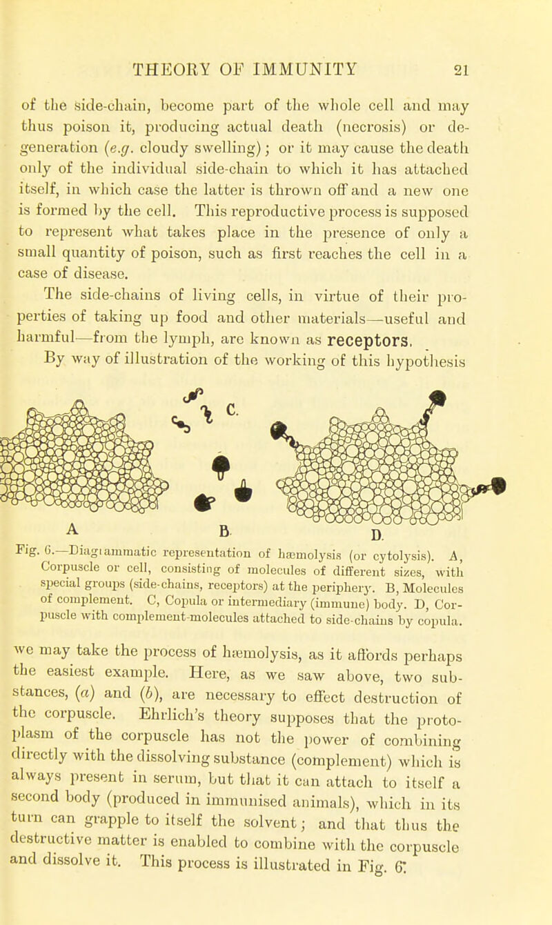 of the side-chain, become part of the whole cell and may thus poison it, producing actual death (necrosis) or de- generation (e.g. cloudy swelling); or it may cause the death only of the individual side-chain to which it has attached itself, in which case the latter is thrown off and a new one is formed by the cell. This reproductive process is supposed to represent what takes place in the presence of only a small quantity of poison, such as first reaches the cell in a case of disease. The side-chains of living cells, in virtue of their pro- perties of taking up food and other materials—useful and harmful—from the lymph, are known as receptors. By way of illustration of the working of this hypothesis Fig. 6.— Diagiammatic representation of haemolysis (or cytolysis). A, Corpuscle or cell, consisting of molecules of different sizes, with special groups (side-chains, receptors) at the periphery. B, Molecules of complement. C, Copula or intermediary (immune) body. D, Cor- puscle with complement-molecules attached to side-chains by copula. we may take the process of haemolysis, as it affords perhaps the easiest example. Here, as we saw above, two sub- stances, (a) and (b), are necessary to effect destruction of the corpuscle. Ehrlich's theory supposes that the proto- plasm of the corpuscle has not the power of combining directly with the dissolving substance (complement) which is always present in serum, but that it can attach to itself a second body (produced in immunised animals), which in its turn can grapple to itself the solvent • and that thus the destructive matter is enabled to combine with the corpuscle and dissolve it. This process is illustrated in Fig. 6!