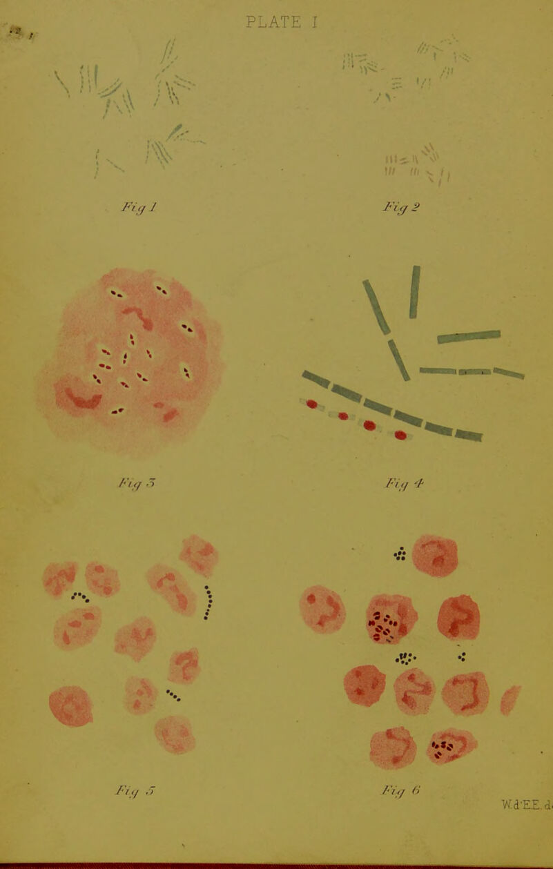 PLATE I 'in (i