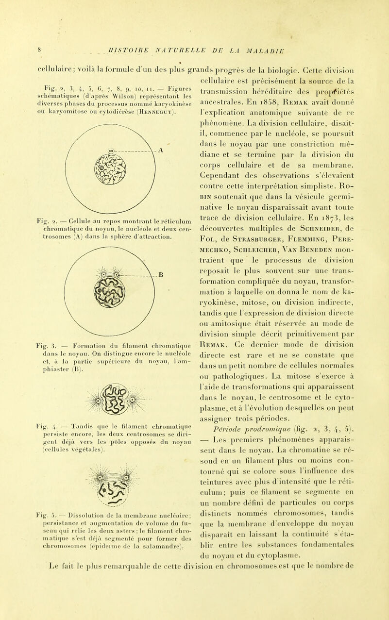 I HISTOIRE NATURELLE DE LA MALADIE cellulaire; voilà la formule d'un des plus gr Fig. 2, 3, 4, ;■), 0, 7, 8, g, lo, ii. — Figures schématiques (d'après Wilson) représentant les diverses phases du processus nommé karyokinèso ou karyomitoso ou cylodiérèse (Henneguy). Fig. 2. — Cellule au repos montrant le réticulum chromatique du noyau, le nucléole et deux cen- trosomes (A) dans la sphère d'attraction. Fig. 3. — Formation du filament chromatique dans lo noyau. On distingue encore le nucléole et, îi la partie supérieure du noyau, l'am- phiaster (B). Fig. 4. — Tandis que le filament chromatique persiste encore, les deux centrosomes se diri- gent déjà vers les pôles opposés du noyau (cellules végétales). ands progrès de la biologie. Celle division cellulaire est précisénienl la source de la transmission héréditaire des propriétés ancestrales. En i858, Remak avait donné l'explication analomicjue suivante de ce phénomène. La division cellulaire, disait- il, commence parle nucléole, se poursuit dans le noyau par une constriction mé- diane et se termine \)^\' la division du corps cellulaire et de sa membrane. Cependant des observations s'élevaient contre cette interprétation simpliste. Ro- bin soutenait que dans la vésicule germi- native le noyau disparaissait avant toute trace de division cellulaire. En 1873, les découvertes nmltiples de Schneideh, de Fol, de STiiASBUUGER, Flemming, Peue- MECHKO, ScHLEiCHEit, Van Benedex mon- traient que le processus de division re2)osait le plus souvent sur une trans- formation compliquée du noyau, transfor- mation à laciuelle on donna le nom de ka- ryokinèse, mitose, ou division indirecte, tandis que l'expression de division directe ou amitosique était réservée au mode de division sinqile décrit primitivement par Remak. Ce dernier mode de division directe est rare et ne se constate que dans un petit nombre de cellules normales ou pathologiques. La mitose s'exerce à l'aide de transformations qui apparaissent dans le noyau, le centrosome et le cyto- plasme, et à l'évolution desquelles on peut assigner trois périodes. Période prodromique (fig. 2, 3, f\, 5). ■—■ Les premiers phénomènes apparais- sent dans le noyau. La chromatine se ré- soud en un filaiiienl plus ou moins con- tourné ({ui se colore sous l'inlluence des teintures avec plus d inleiisilé que le réli- Clll uni; puis ce filament se segmente en un iioiidM'e défini de particules ou corps distincts nommés chroiriosomes, tandis que la mciiil)raii(' dCiivclopjje du luiyau disparaît eu laissant la continuité s éta- blir entre les substances fondamentales du noyau cl du cytoplasme. I>e fait b' plus remai'quai)le de celte di\ isioii en clii'nuiDSonK's est (pie le iiond)re de Fig. f). — Dissolulion de la mcnibriini' nucléaire; persistance et augmentation de voluinc du fu- seau qui relie les deux asters; le filament chro- malitpie s'est déjà segmente poïir former des chromosomes (épidémie de la salamandre).